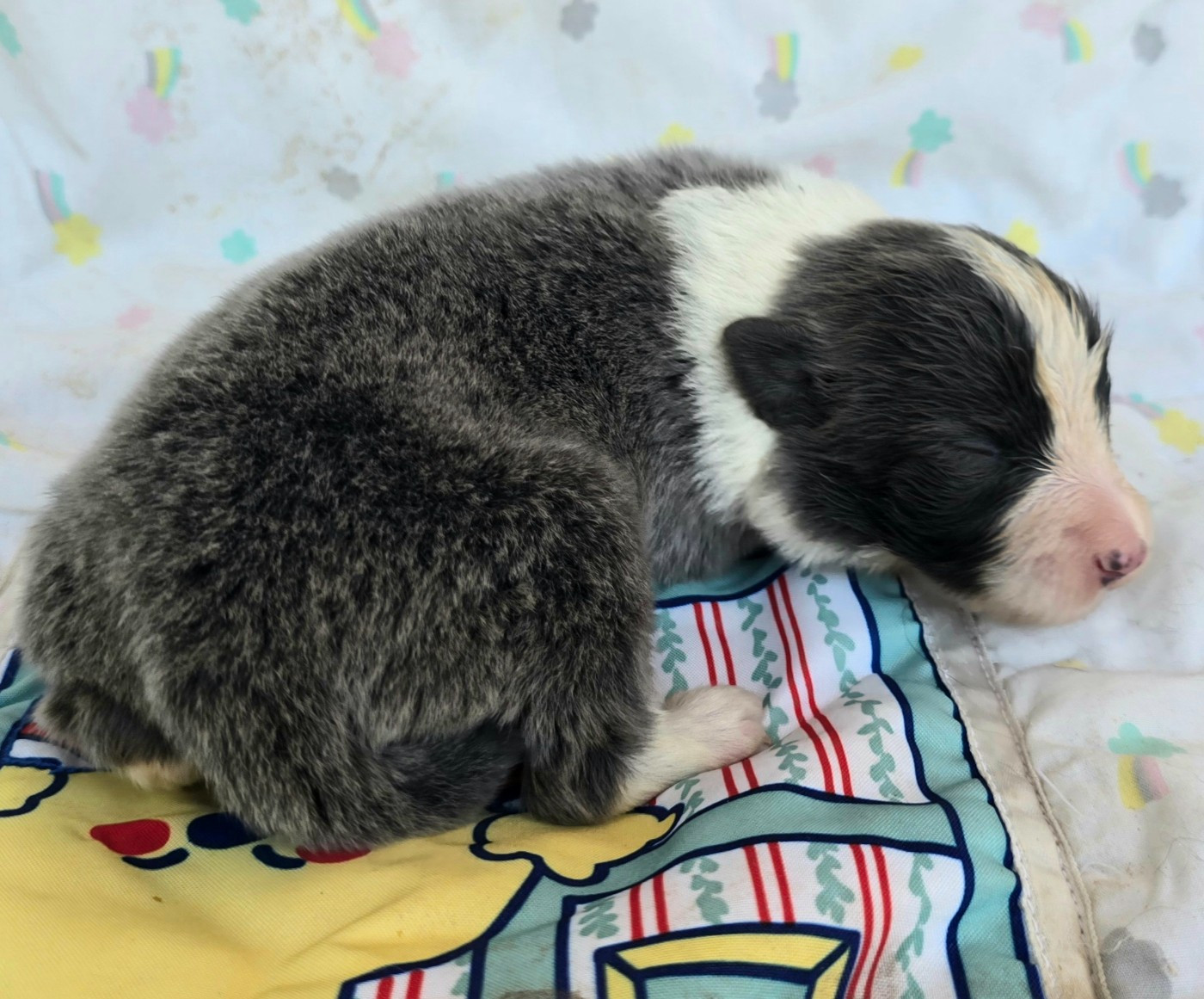 du Paradis des P'tits Cracks - Chiots disponibles - Border Collie