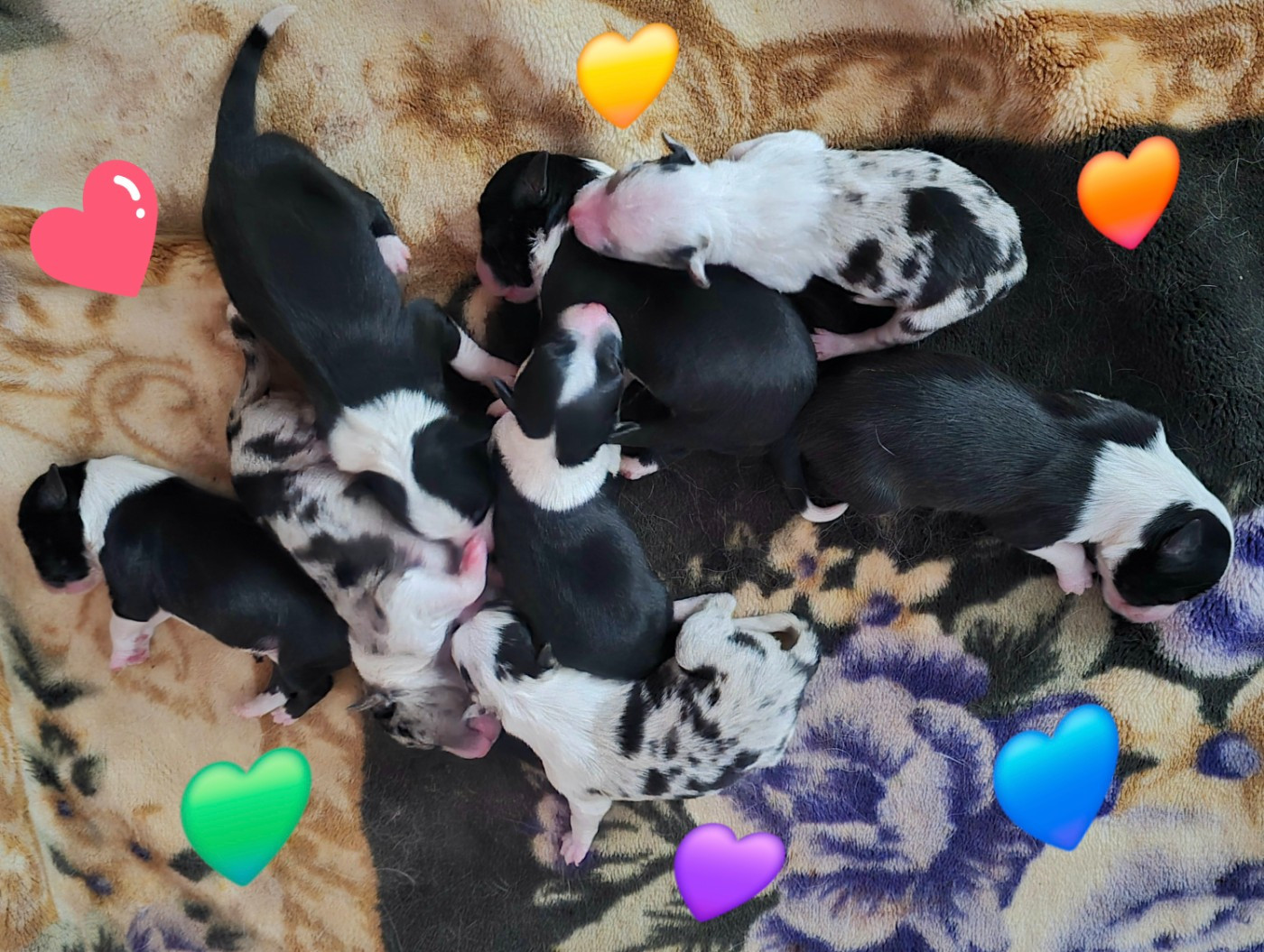 Chiot Border Collie du Paradis des P'tits Cracks