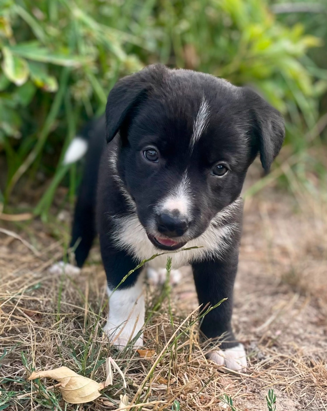 du Paradis des P'tits Cracks - Chiots disponibles - Border Collie