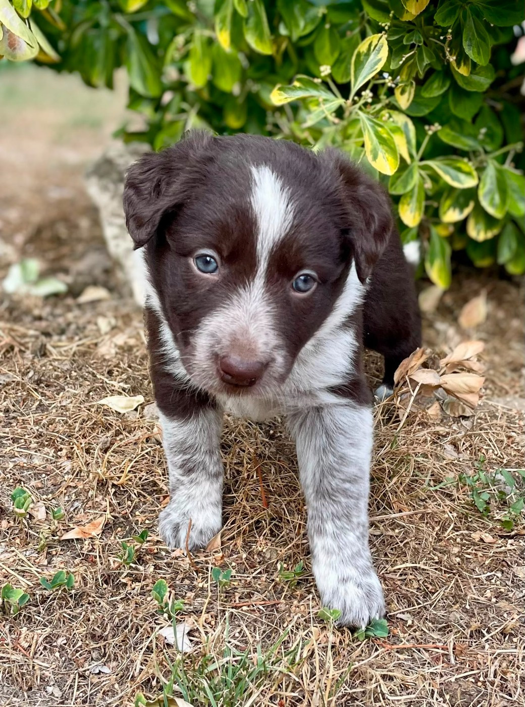 du Paradis des P'tits Cracks - Chiots disponibles - Border Collie