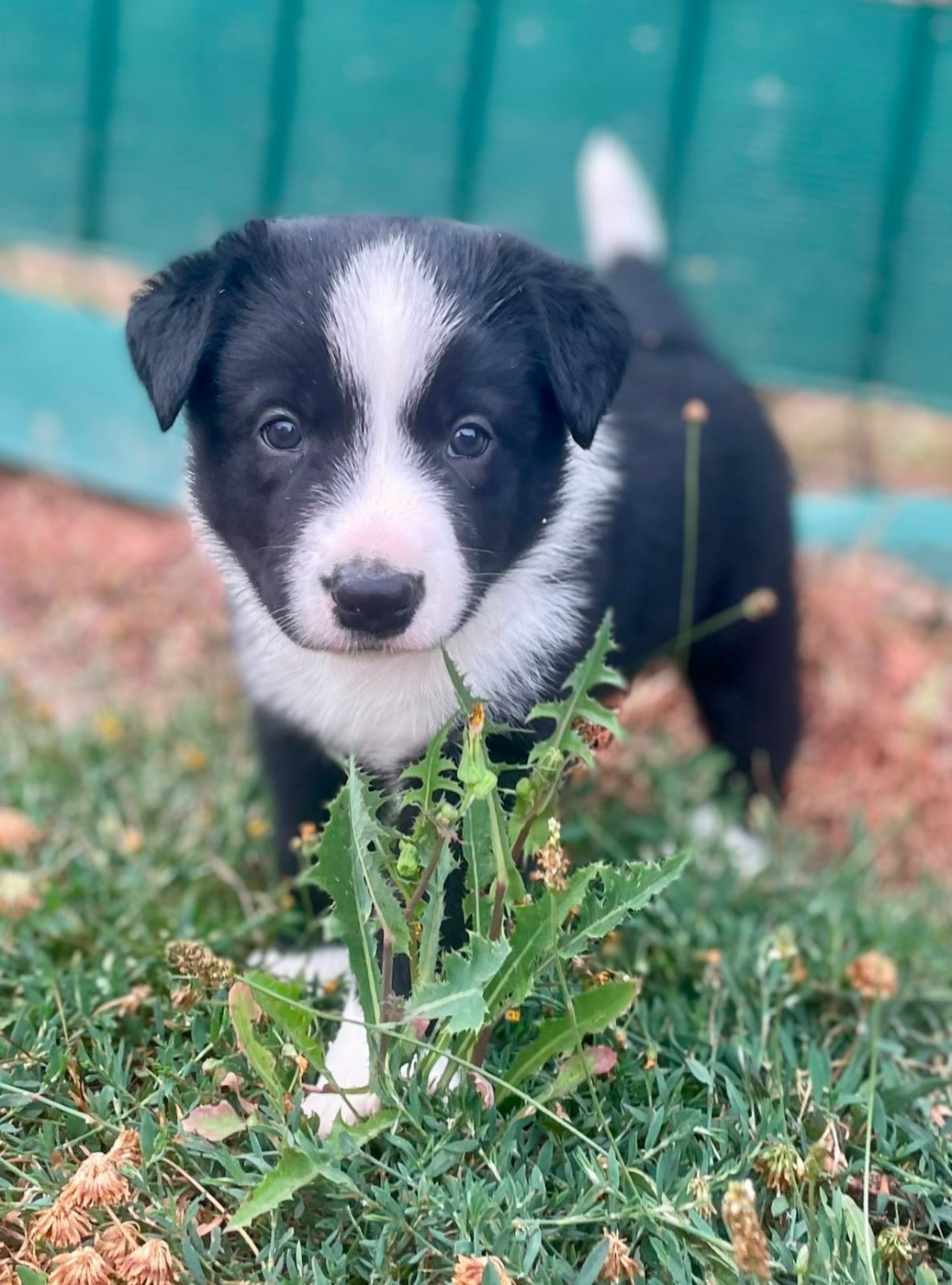 du Paradis des P'tits Cracks - Chiots disponibles - Border Collie