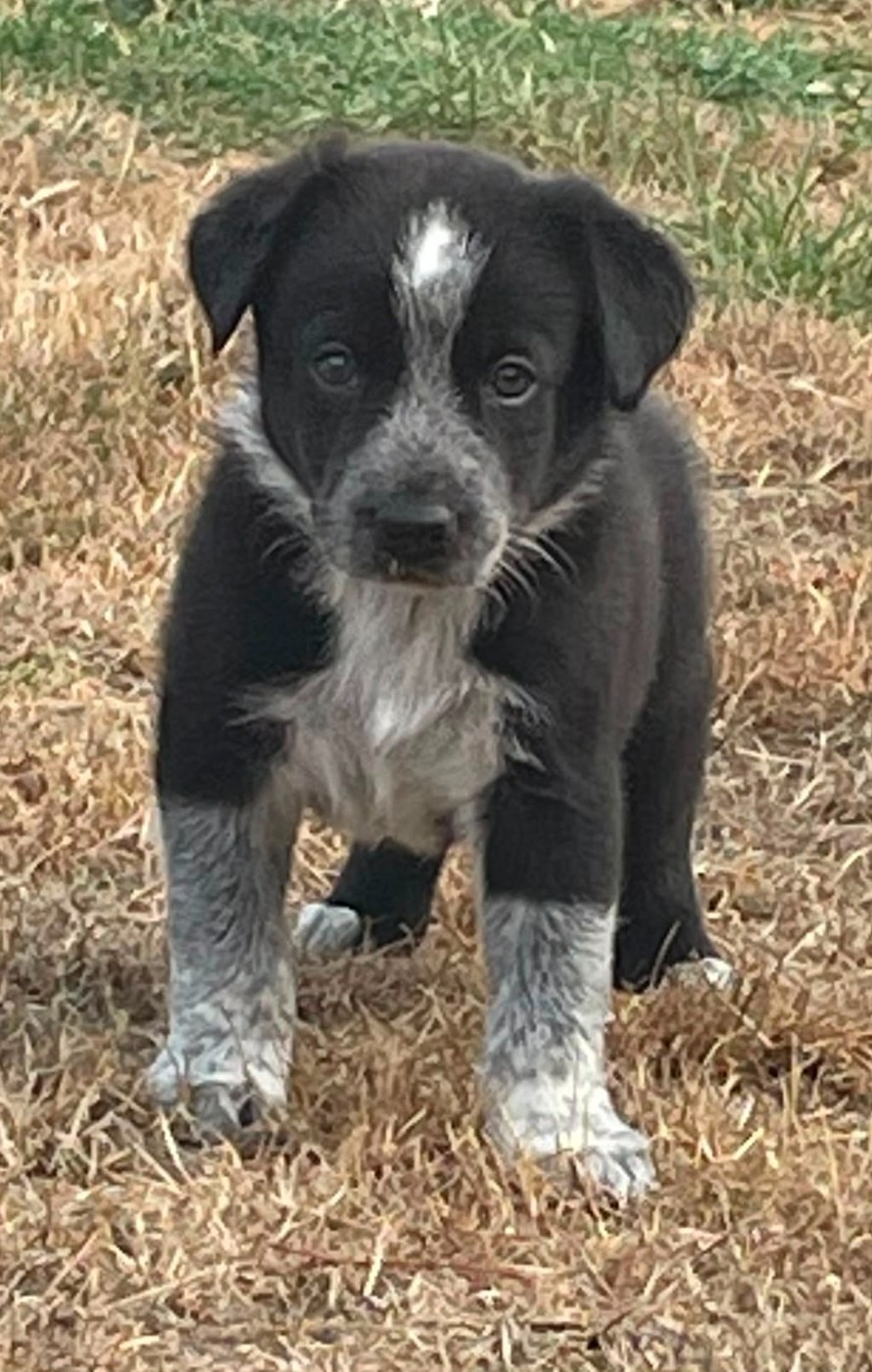 du Paradis des P'tits Cracks - Chiots disponibles - Border Collie