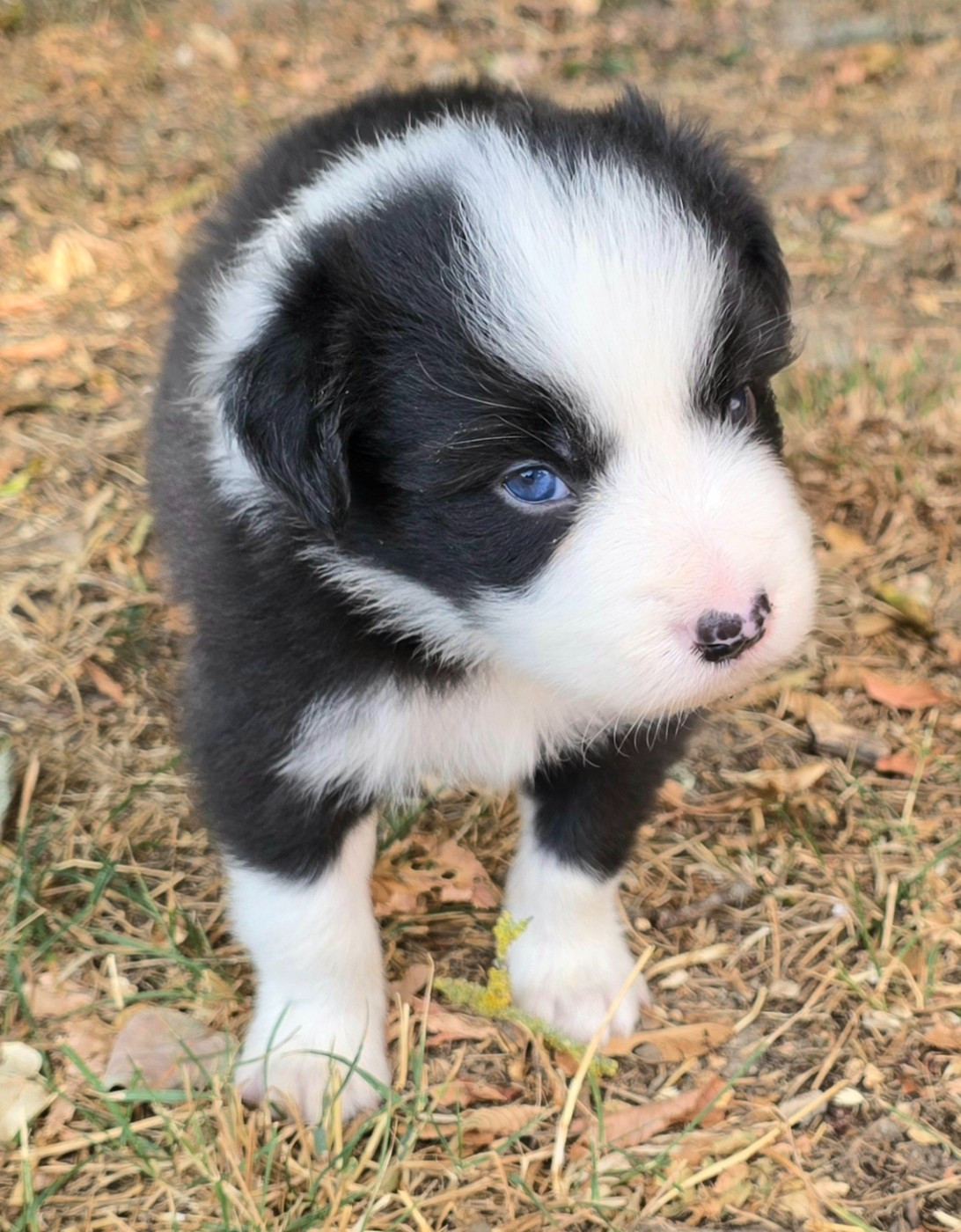 du Paradis des P'tits Cracks - Chiots disponibles - Border Collie