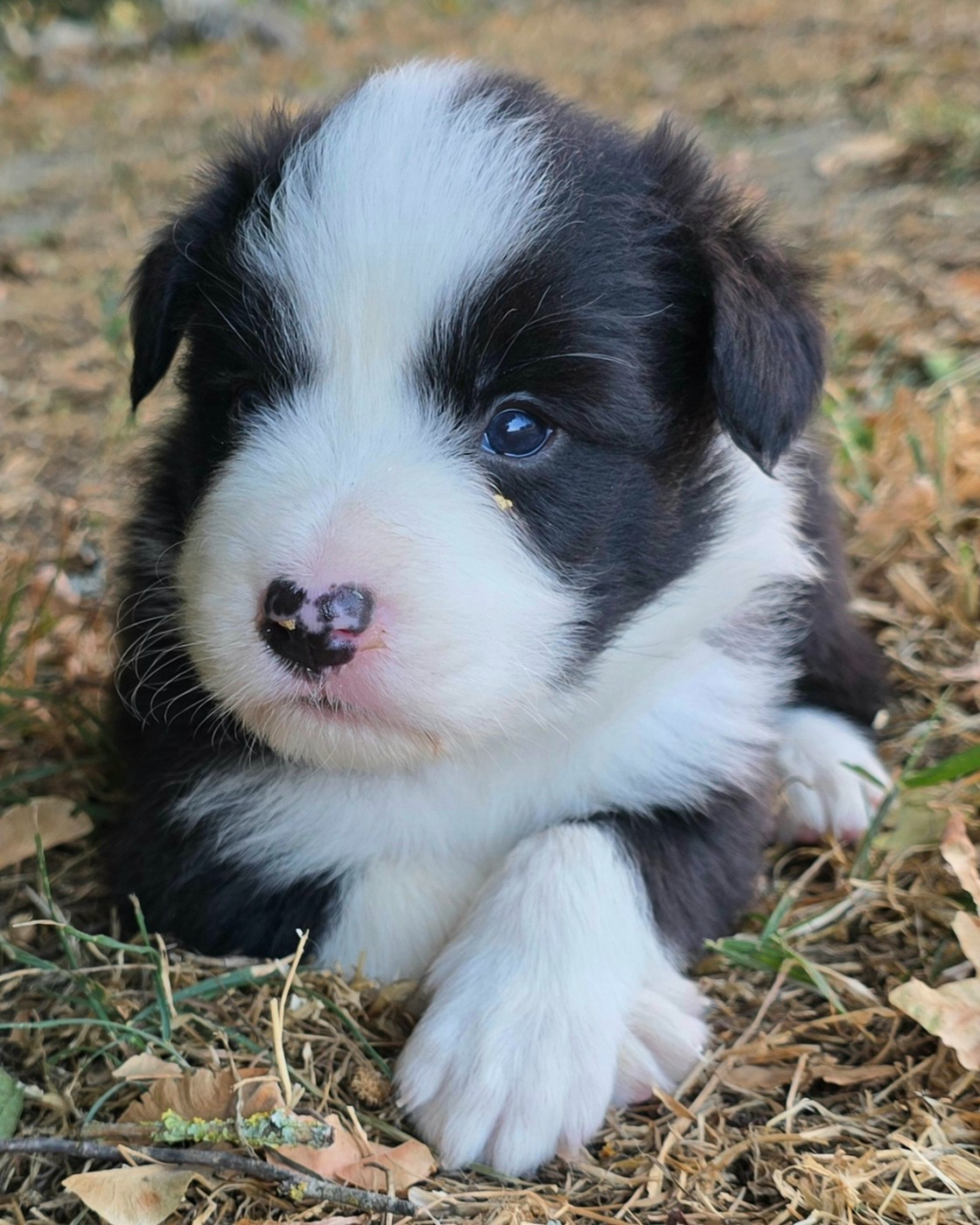 du Paradis des P'tits Cracks - Chiots disponibles - Border Collie