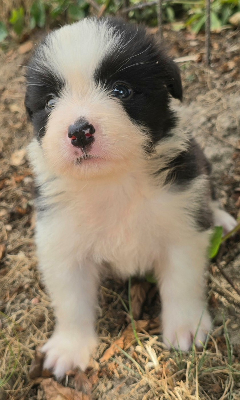 du Paradis des P'tits Cracks - Chiots disponibles - Border Collie