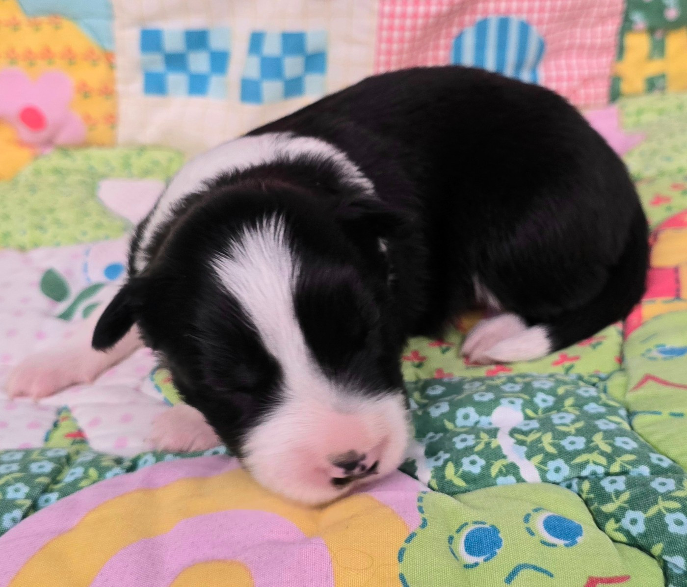 du Paradis des P'tits Cracks - Chiots disponibles - Border Collie