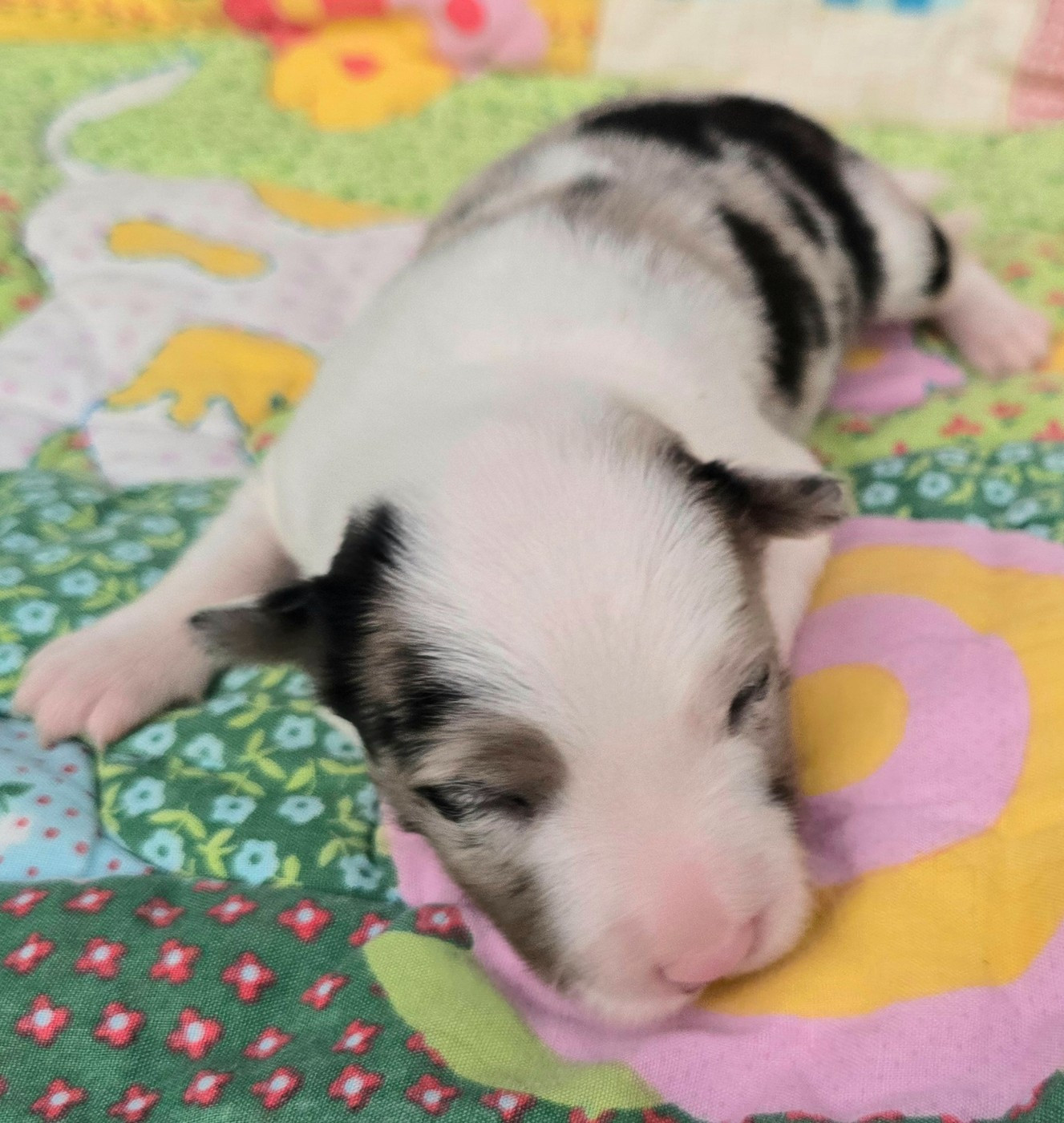 du Paradis des P'tits Cracks - Chiots disponibles - Border Collie