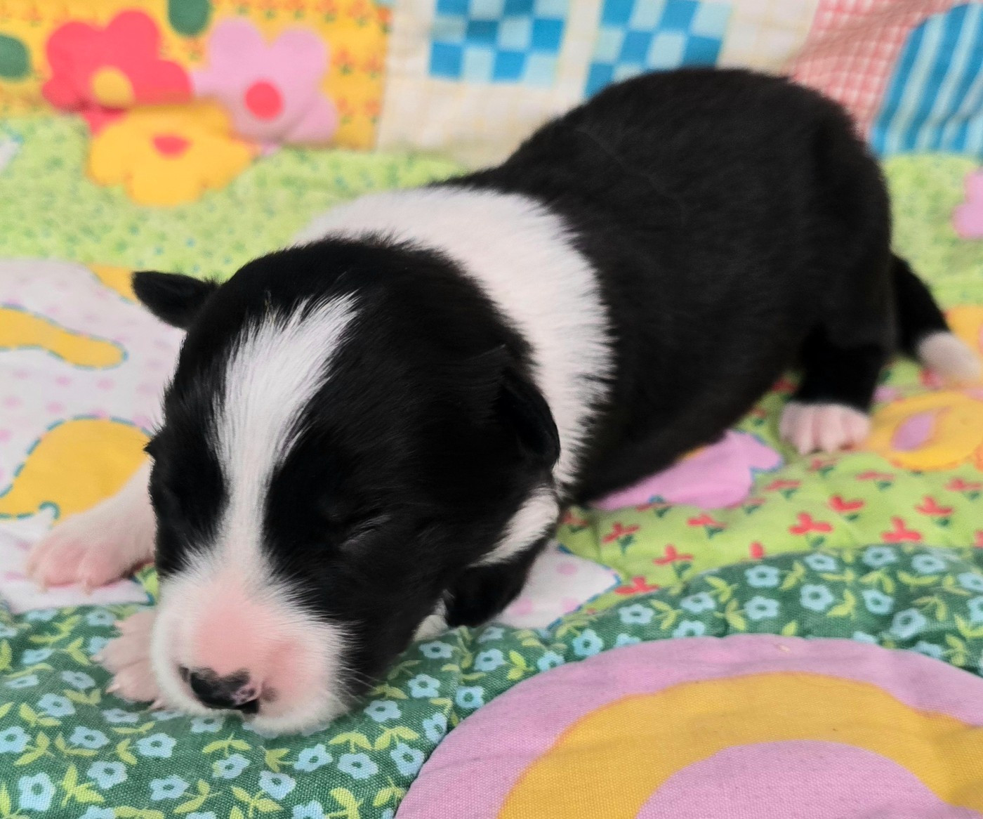 du Paradis des P'tits Cracks - Chiots disponibles - Border Collie