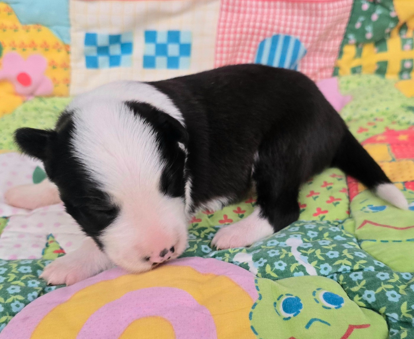 du Paradis des P'tits Cracks - Chiots disponibles - Border Collie