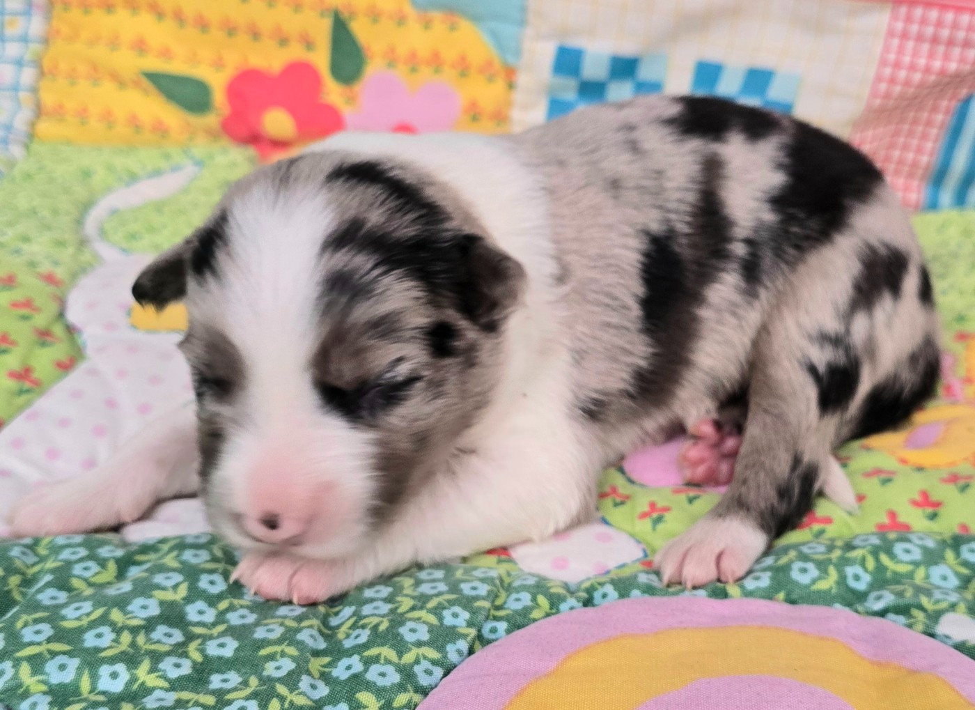 du Paradis des P'tits Cracks - Chiots disponibles - Border Collie