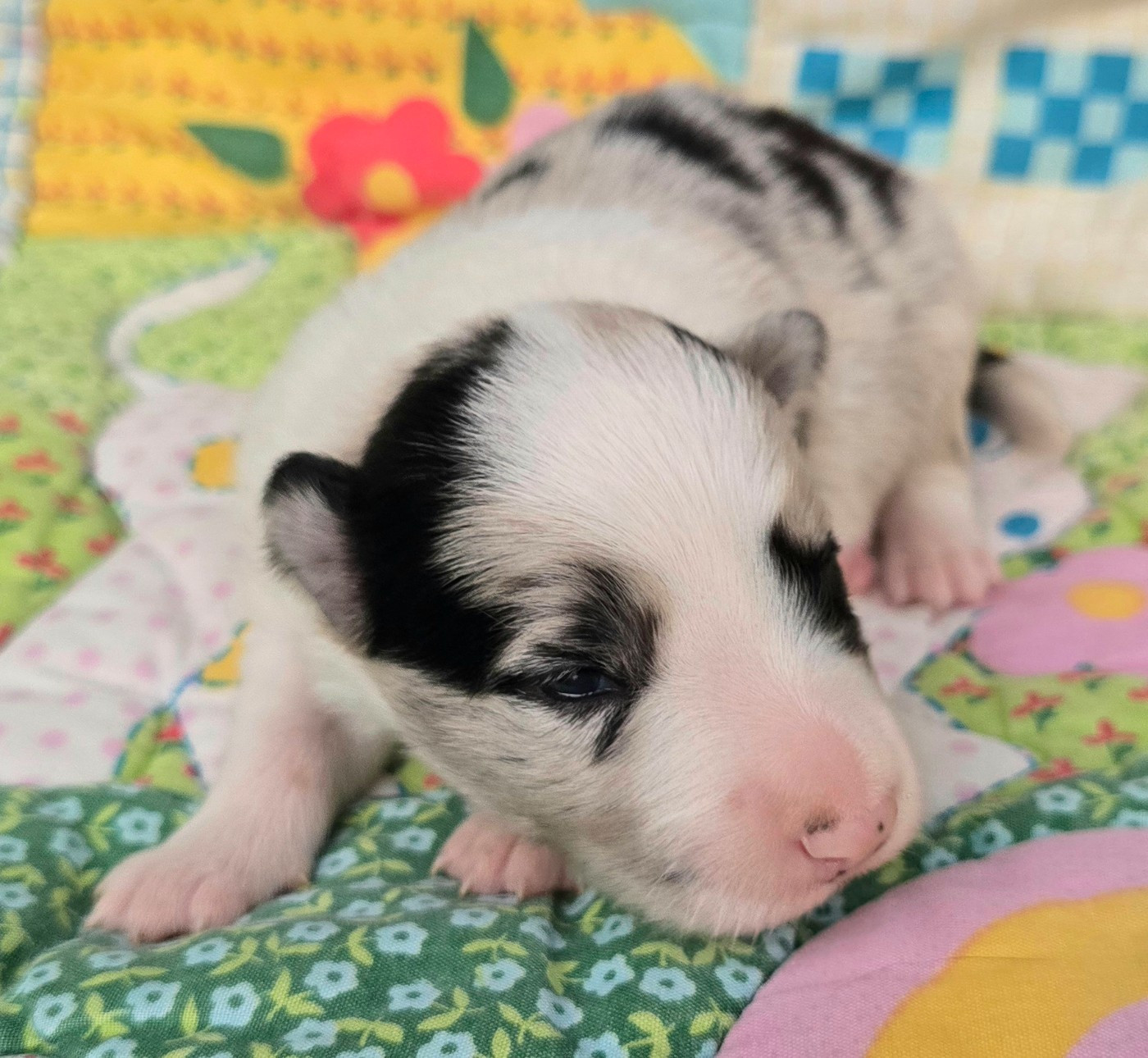 du Paradis des P'tits Cracks - Chiots disponibles - Border Collie
