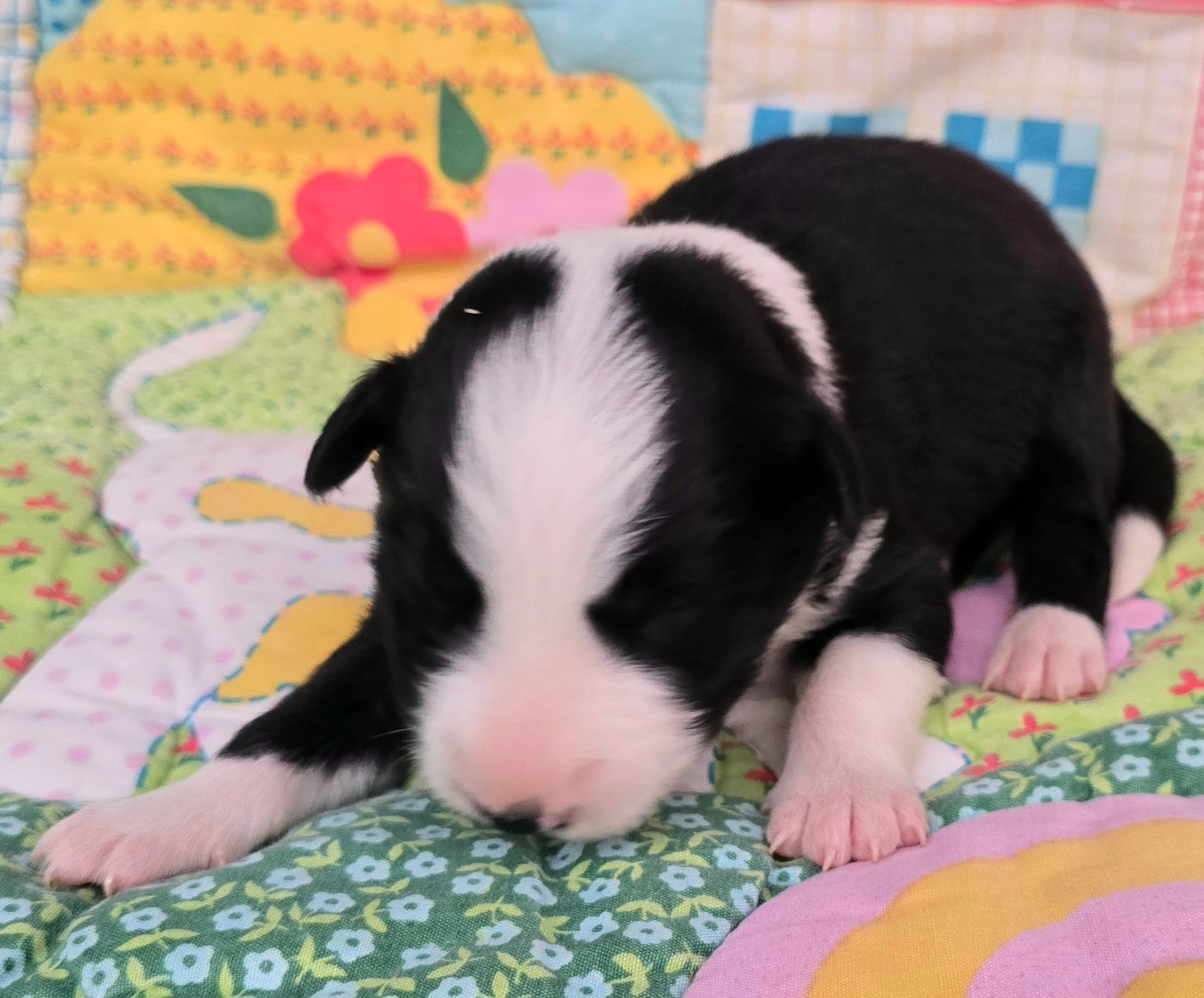 du Paradis des P'tits Cracks - Chiots disponibles - Border Collie