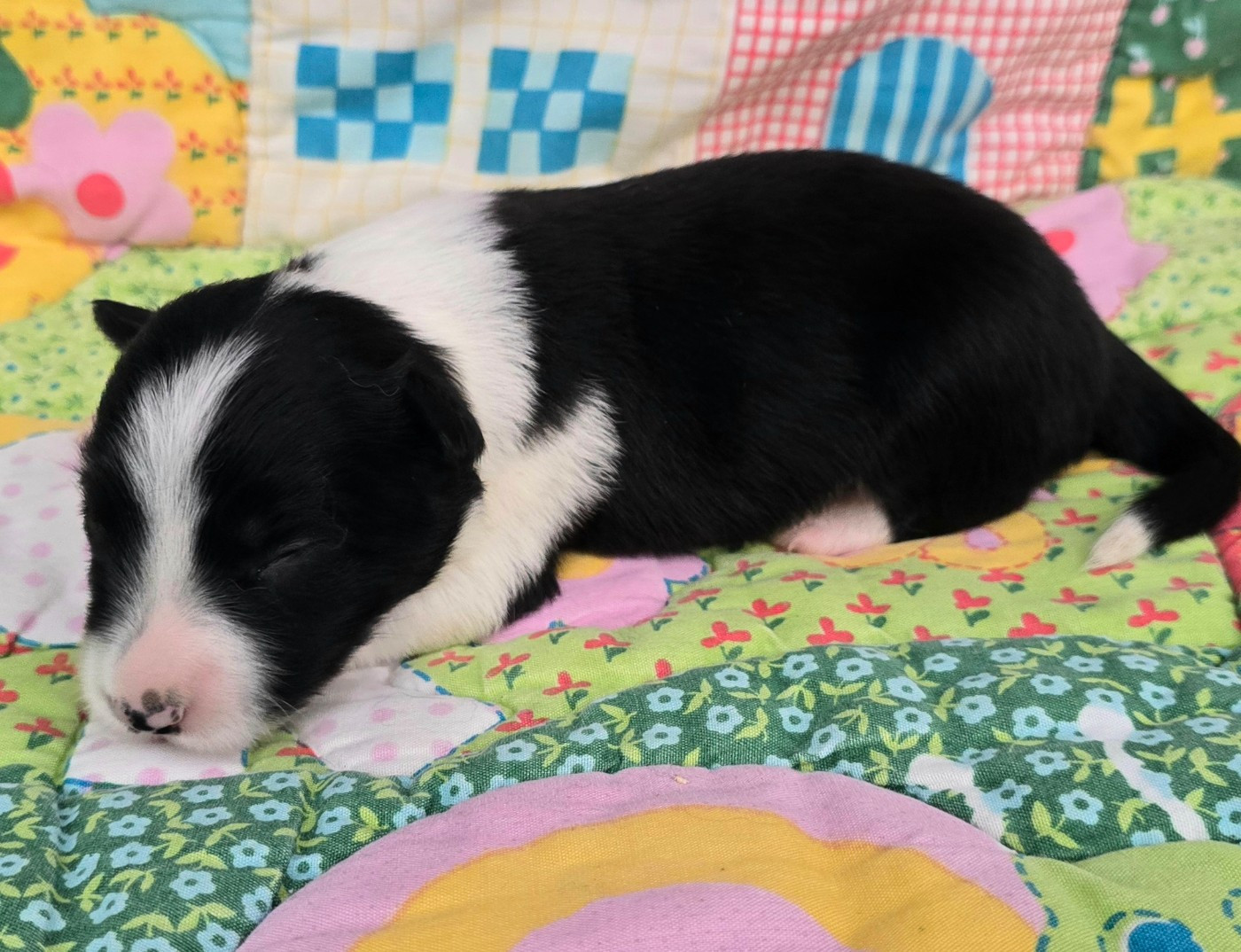 du Paradis des P'tits Cracks - Chiots disponibles - Border Collie