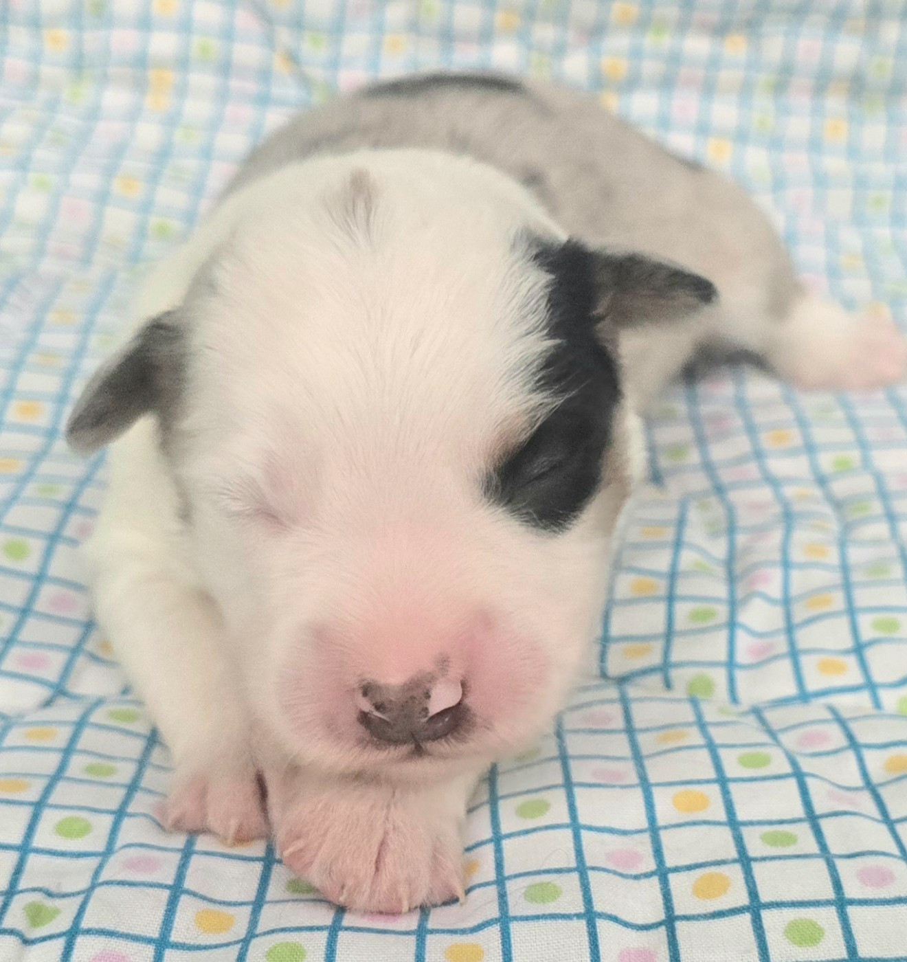du Paradis des P'tits Cracks - Chiots disponibles - Berger Américain Miniature 