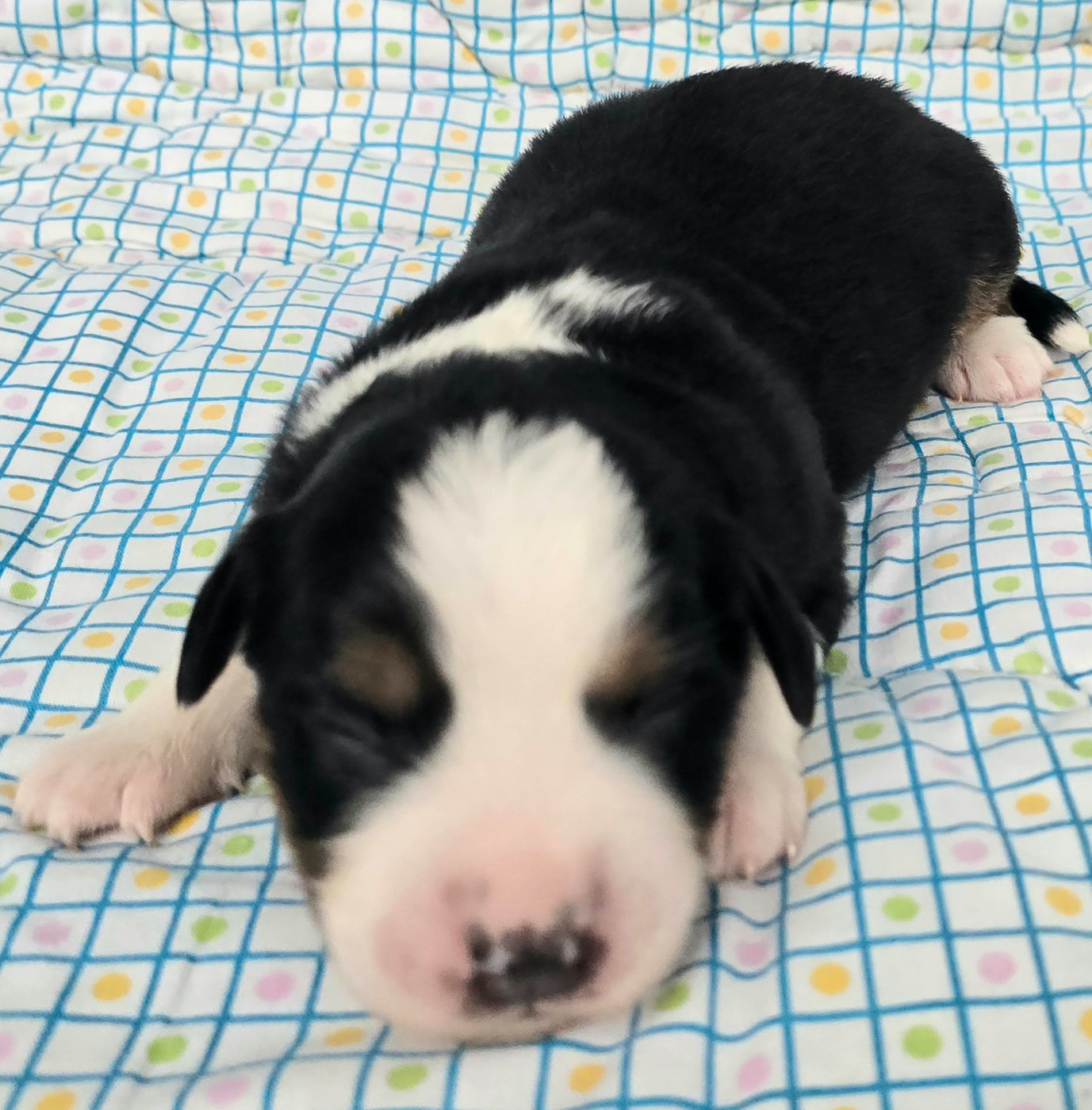 du Paradis des P'tits Cracks - Chiots disponibles - Berger Américain Miniature 