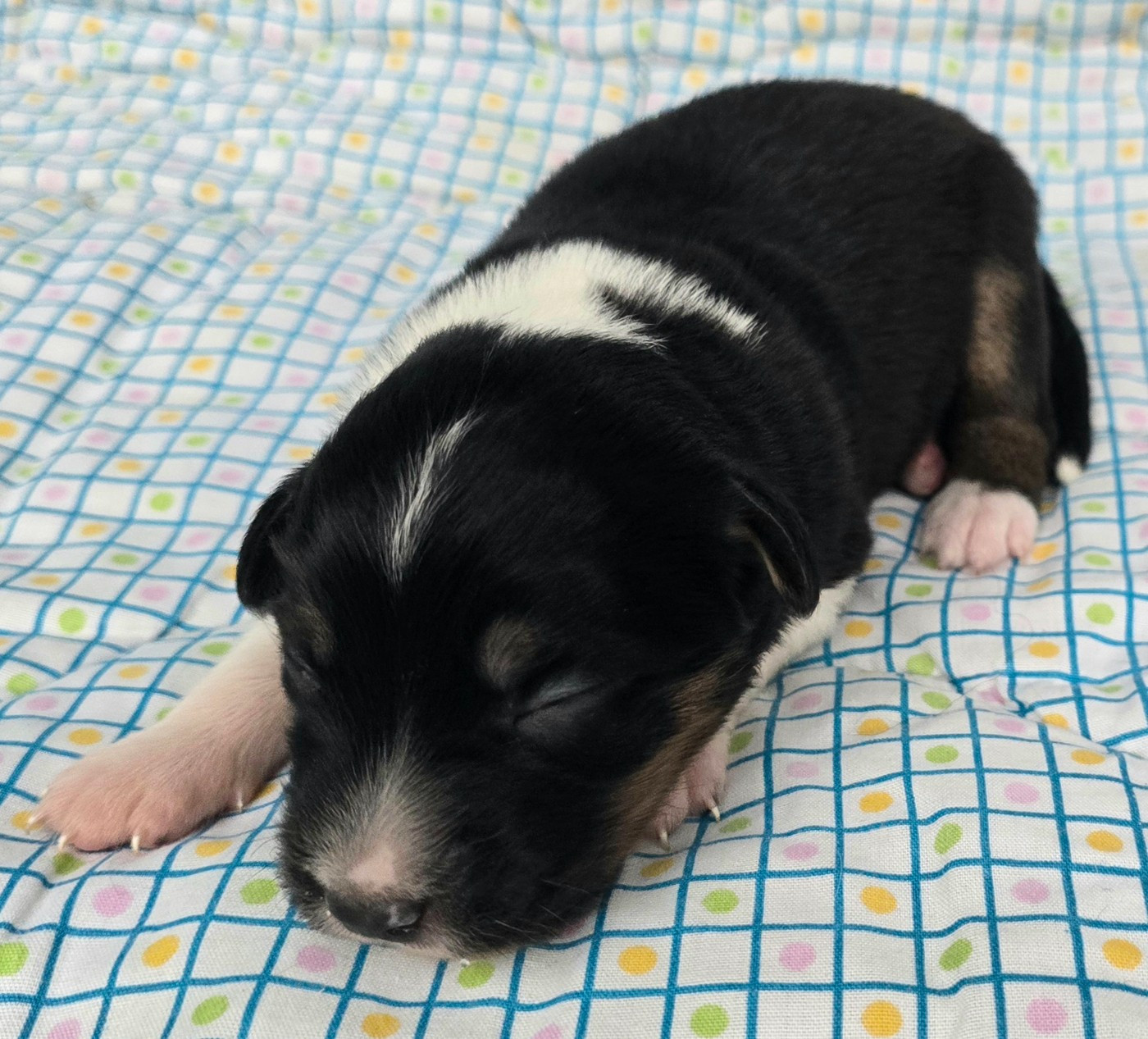 du Paradis des P'tits Cracks - Chiots disponibles - Berger Américain Miniature 