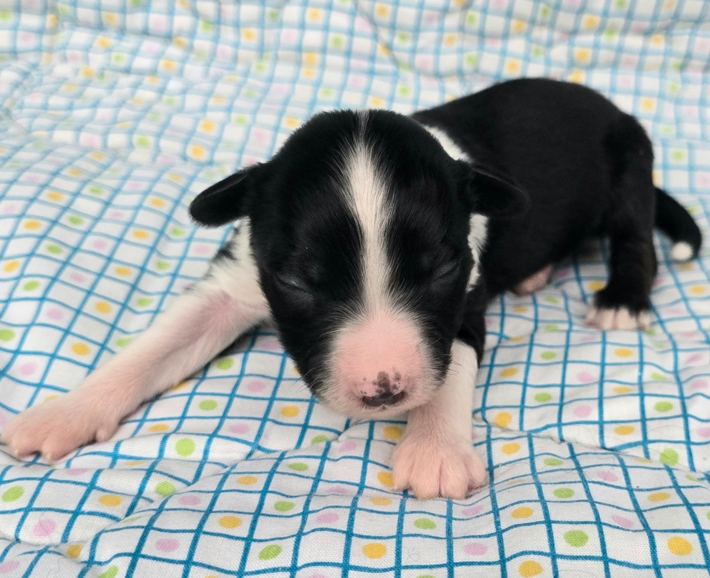 du Paradis des P'tits Cracks - Chiots disponibles - Berger Américain Miniature 