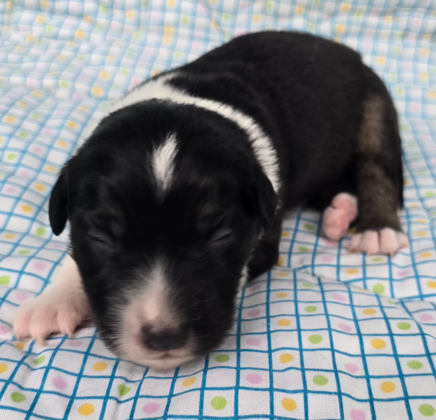 du Paradis des P'tits Cracks - Chiots disponibles - Berger Américain Miniature 
