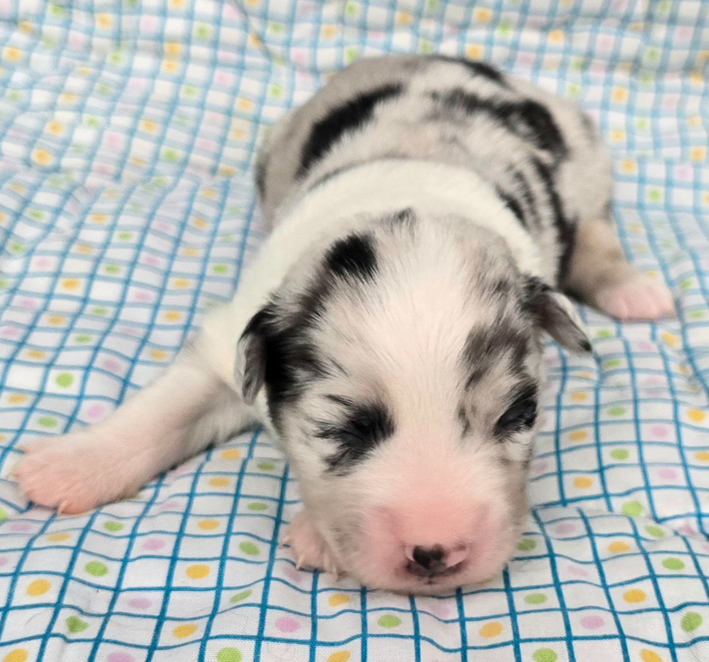du Paradis des P'tits Cracks - Chiots disponibles - Berger Américain Miniature 