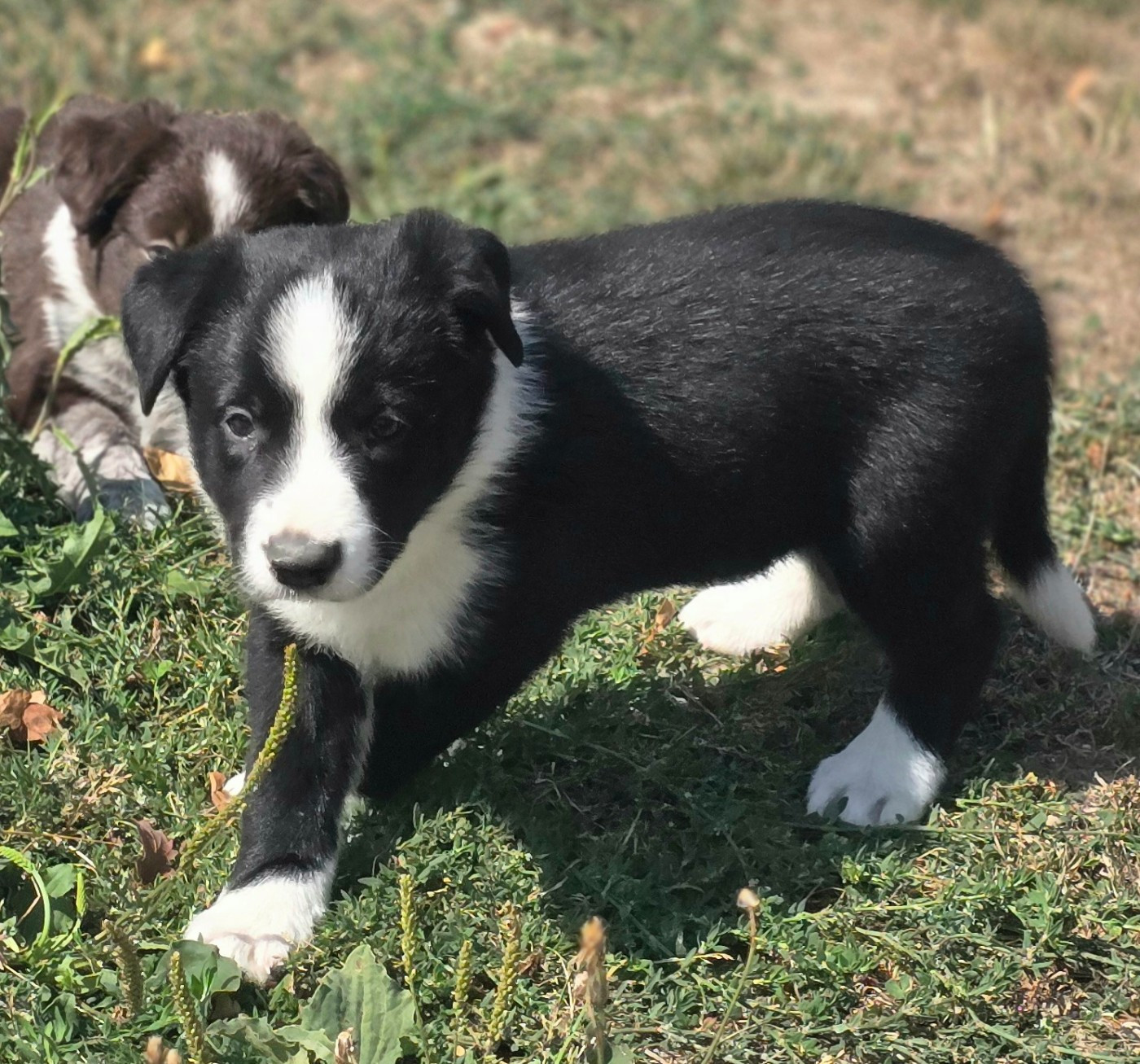 du Paradis des P'tits Cracks - Chiots disponibles - Border Collie