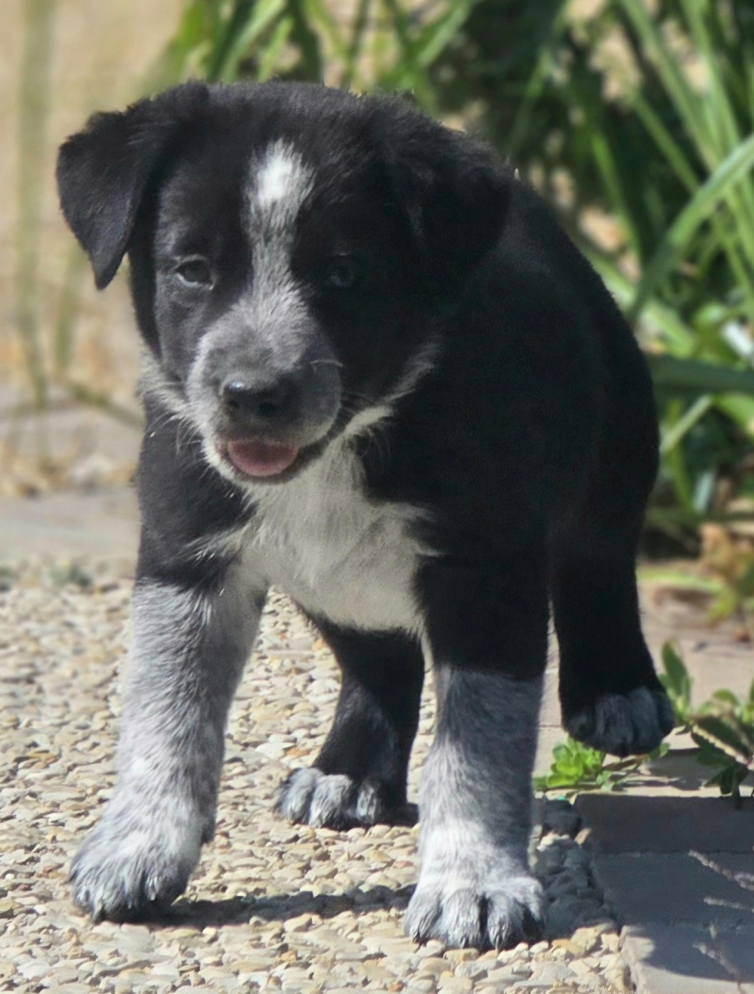 du Paradis des P'tits Cracks - Chiots disponibles - Border Collie