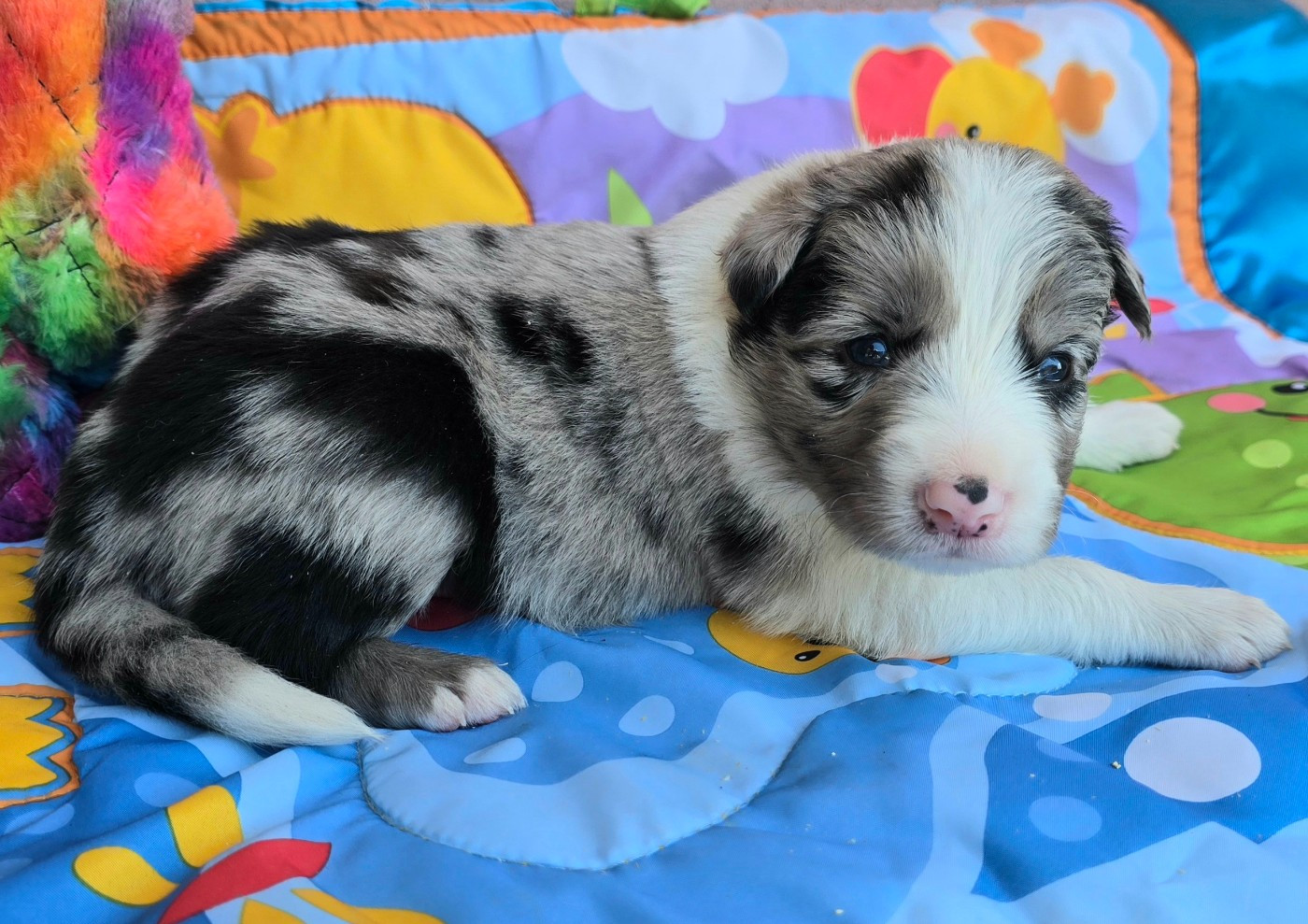 du Paradis des P'tits Cracks - Chiots disponibles - Border Collie