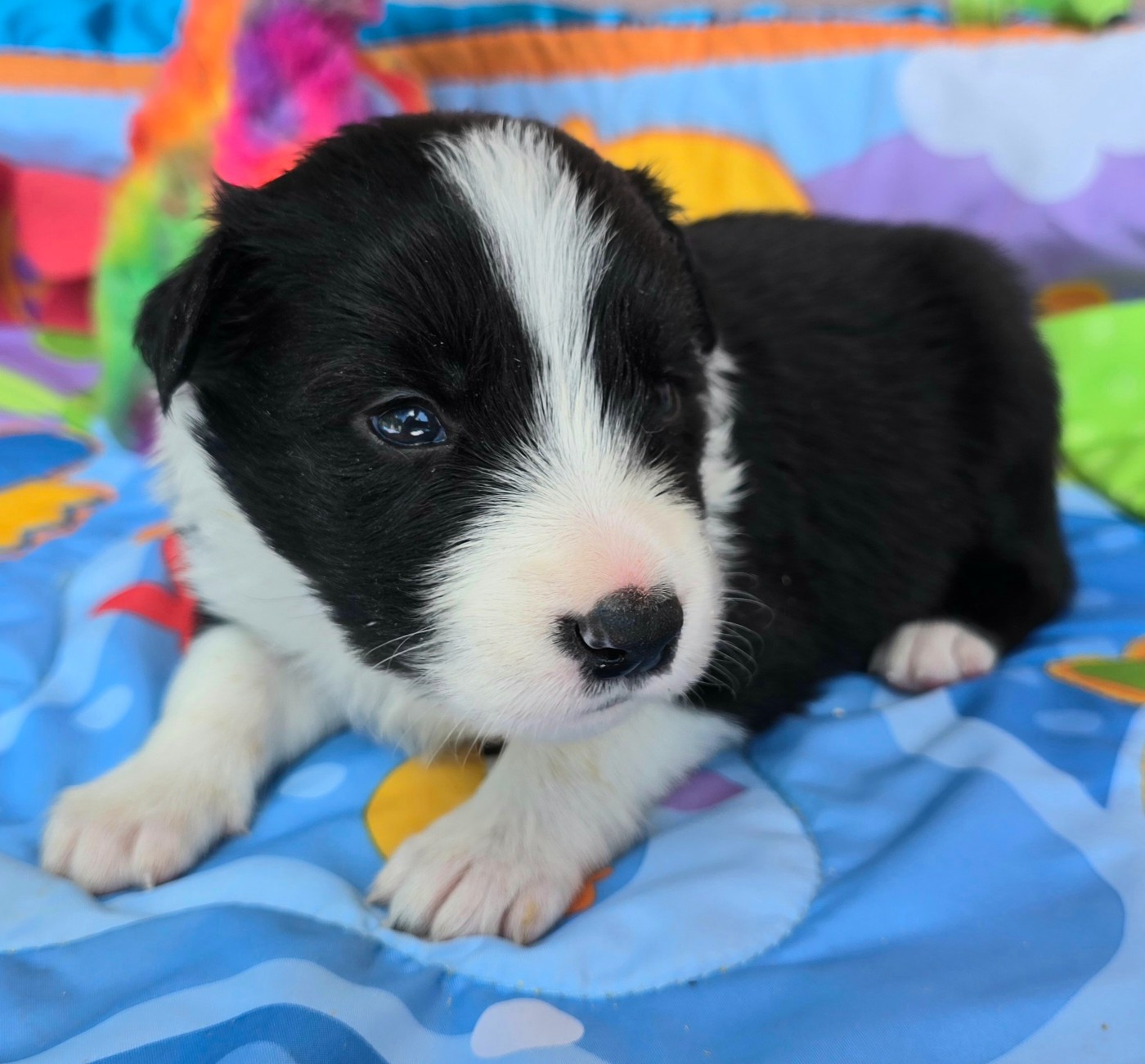 du Paradis des P'tits Cracks - Chiots disponibles - Border Collie