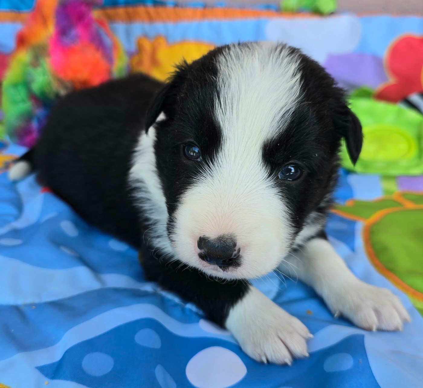 du Paradis des P'tits Cracks - Chiots disponibles - Border Collie