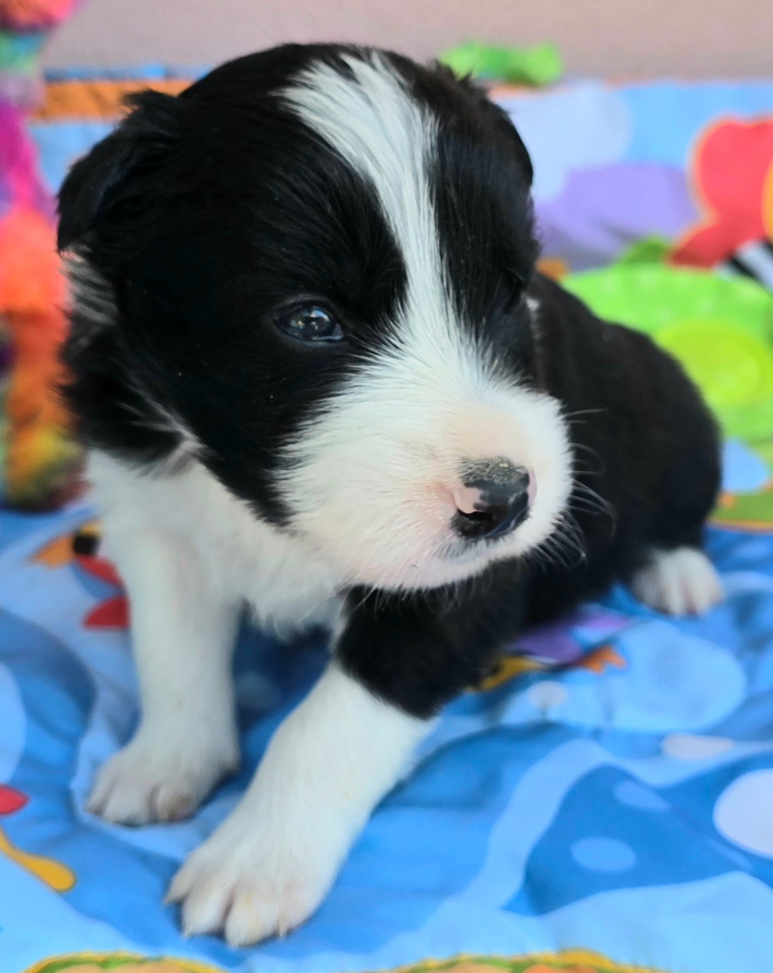 du Paradis des P'tits Cracks - Chiots disponibles - Border Collie