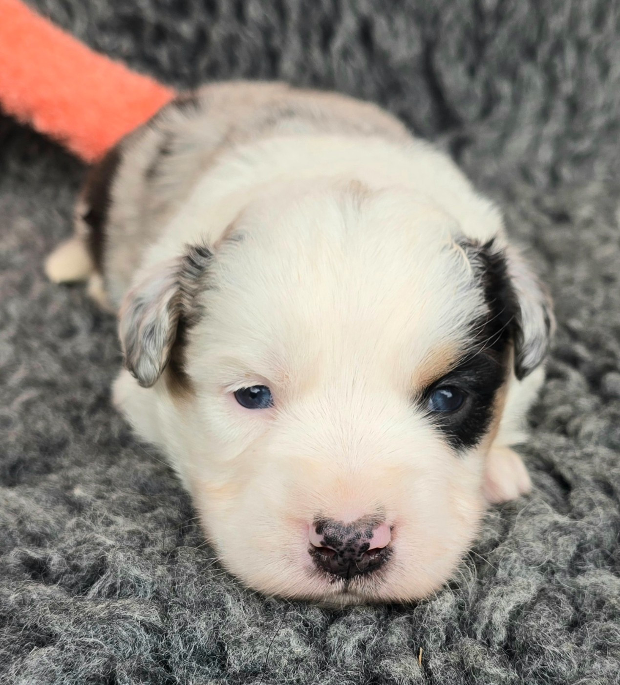 du Paradis des P'tits Cracks - Chiots disponibles - Berger Américain Miniature 