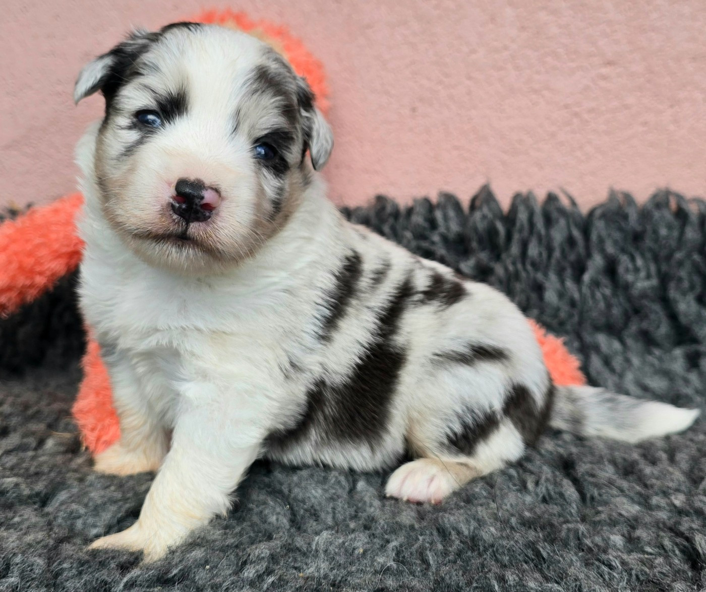 du Paradis des P'tits Cracks - Chiots disponibles - Berger Américain Miniature 