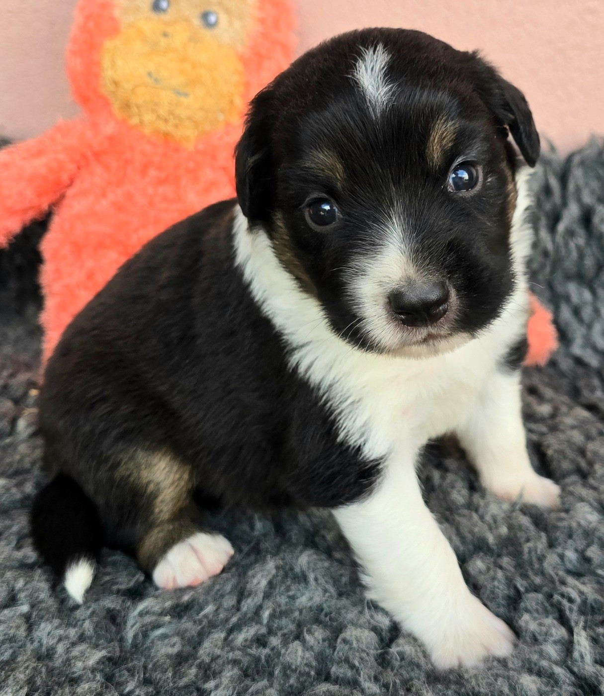 du Paradis des P'tits Cracks - Chiots disponibles - Berger Américain Miniature 