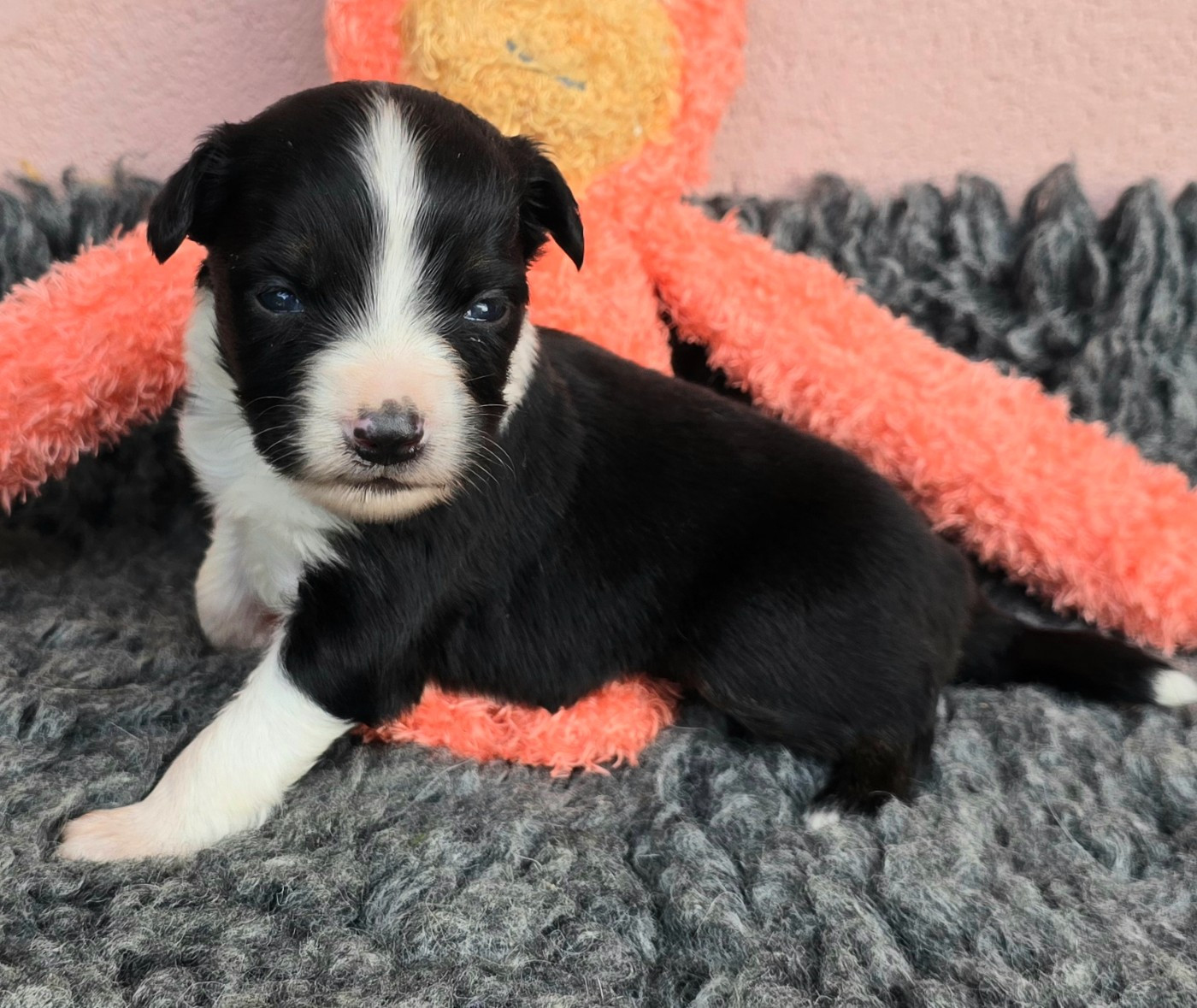du Paradis des P'tits Cracks - Chiots disponibles - Berger Américain Miniature 
