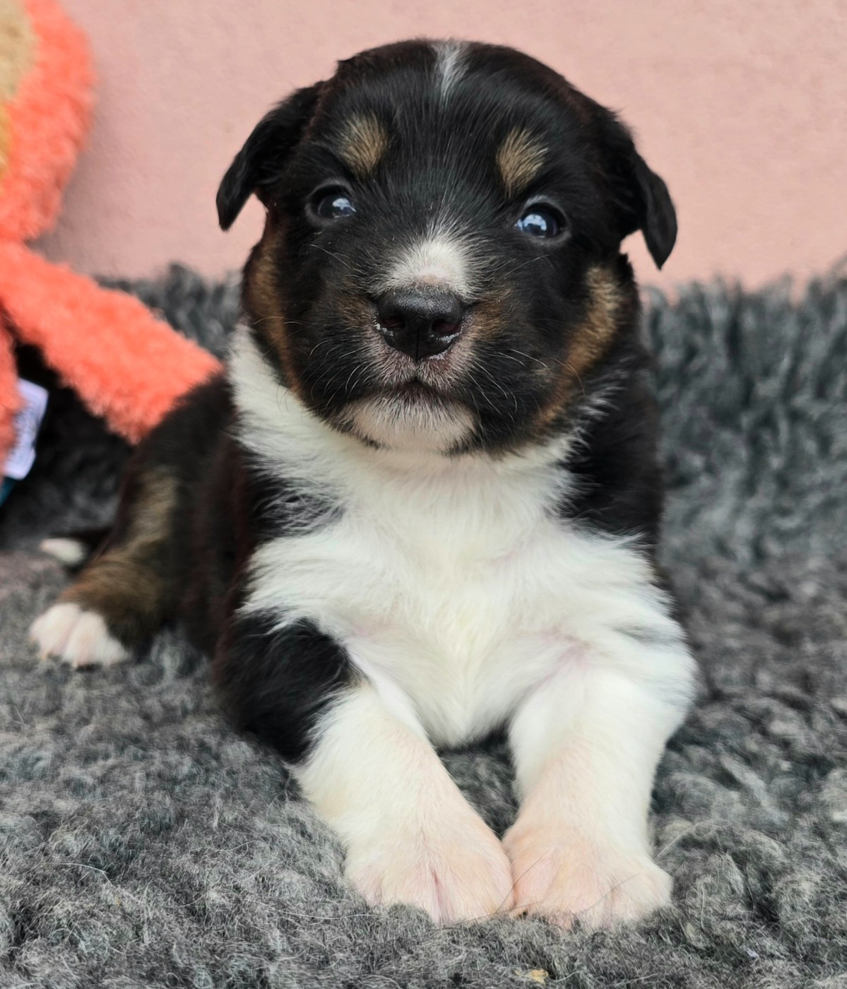 du Paradis des P'tits Cracks - Chiots disponibles - Berger Américain Miniature 