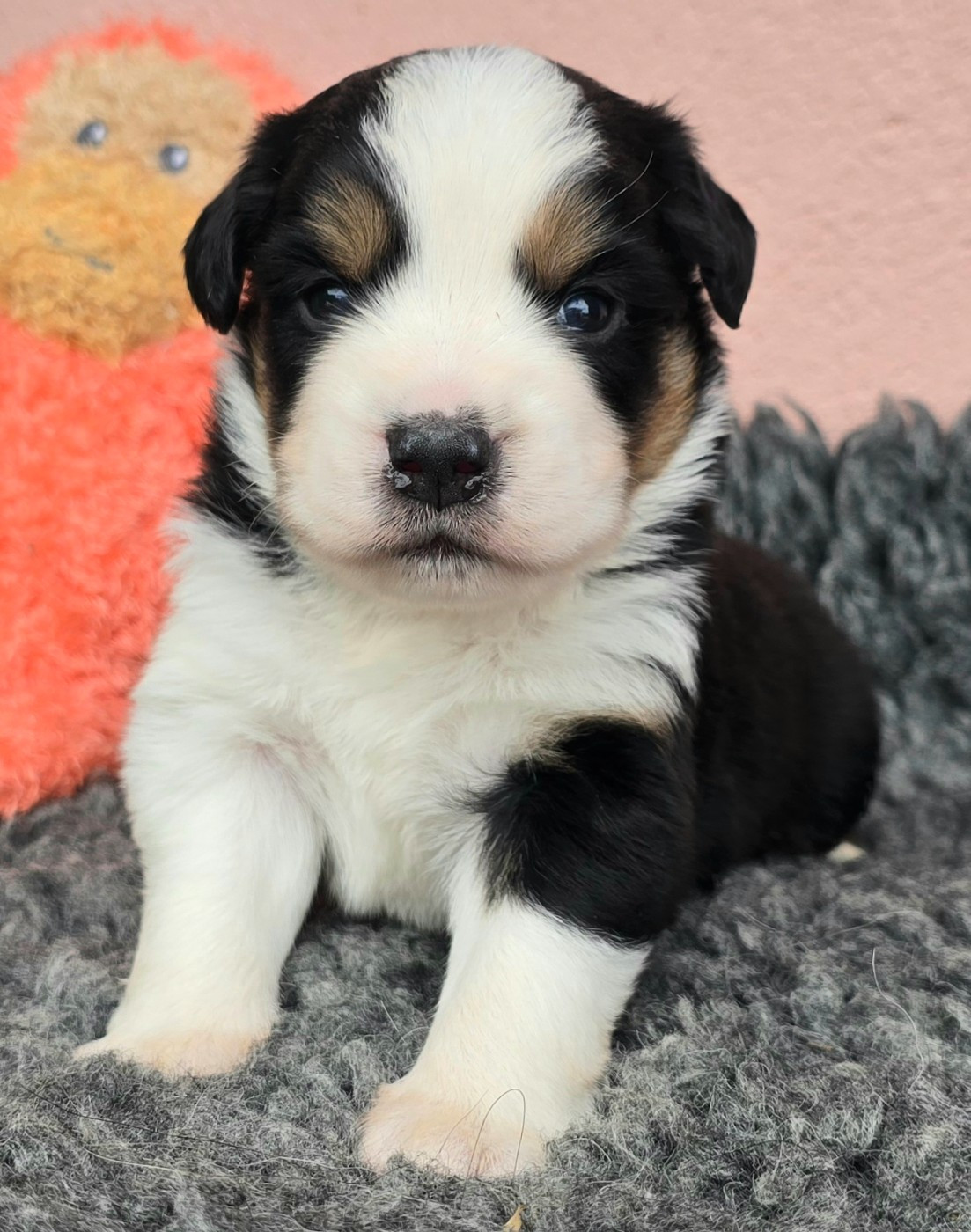du Paradis des P'tits Cracks - Chiots disponibles - Berger Américain Miniature 