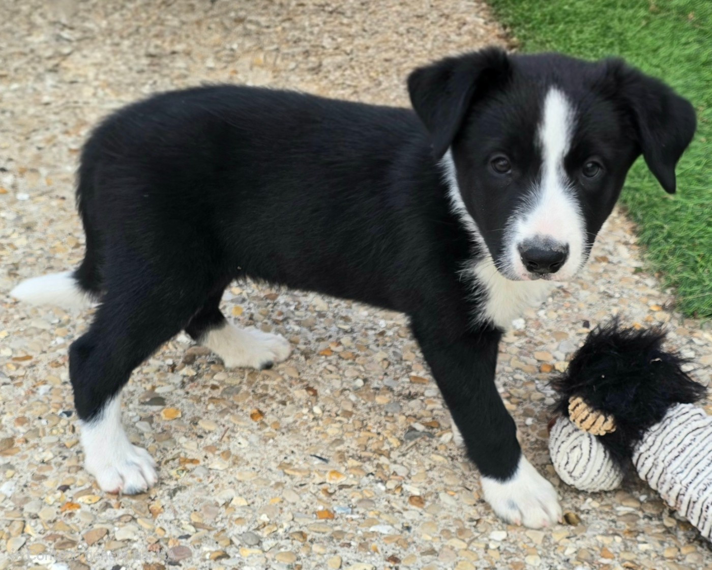 du Paradis des P'tits Cracks - Chiots disponibles - Border Collie