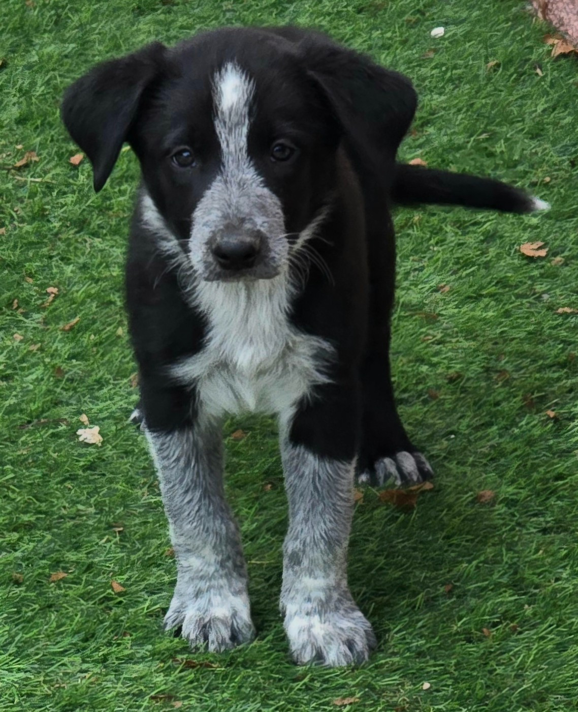 du Paradis des P'tits Cracks - Chiots disponibles - Border Collie