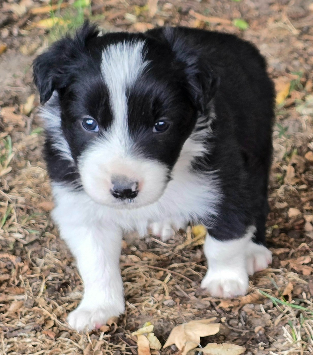du Paradis des P'tits Cracks - Chiots disponibles - Border Collie