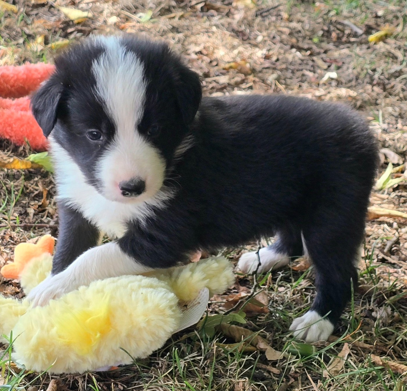 du Paradis des P'tits Cracks - Chiots disponibles - Border Collie