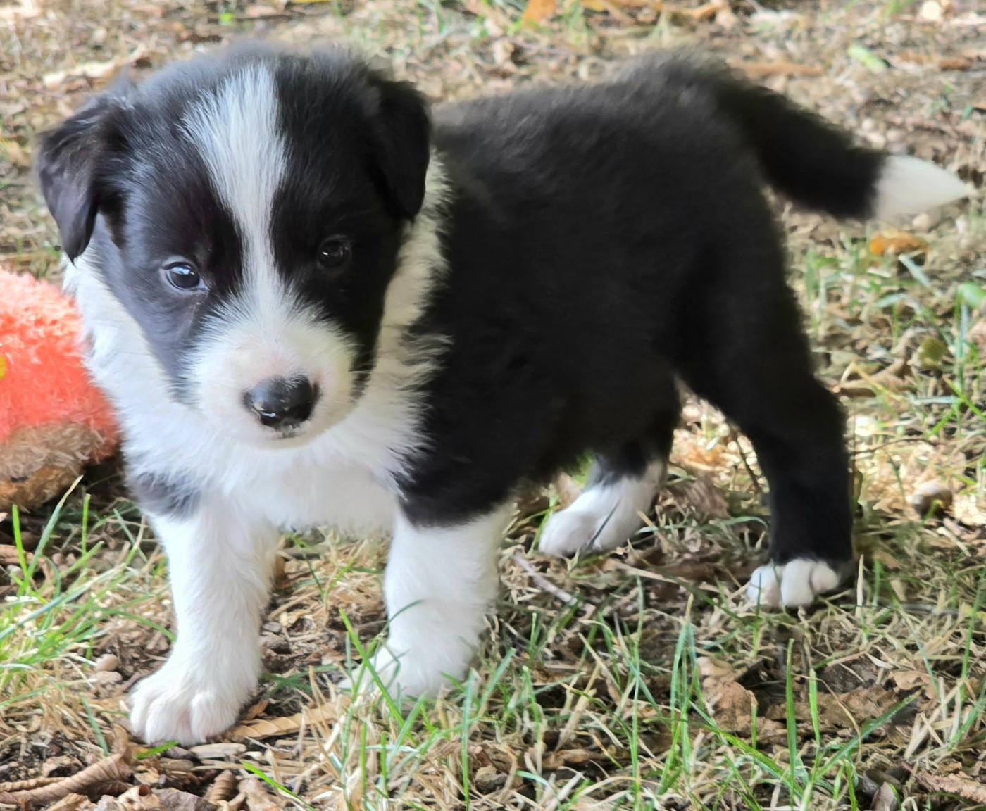 du Paradis des P'tits Cracks - Chiots disponibles - Border Collie