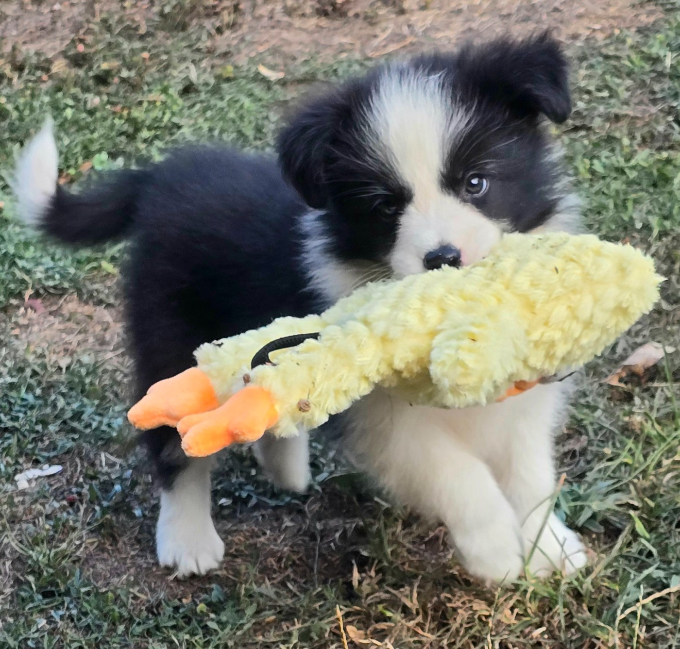 du Paradis des P'tits Cracks - Chiots disponibles - Border Collie