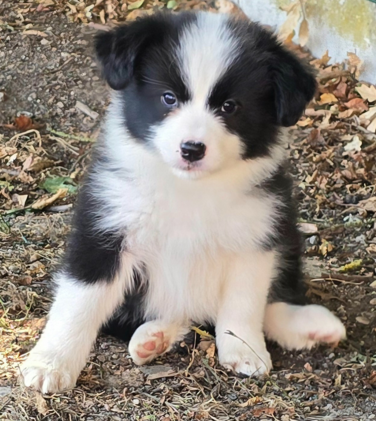 du Paradis des P'tits Cracks - Chiots disponibles - Border Collie