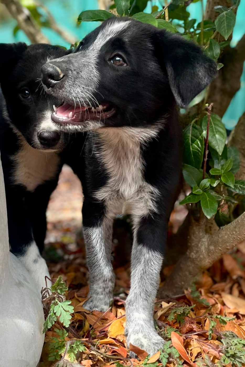 du Paradis des P'tits Cracks - Chiots disponibles - Border Collie
