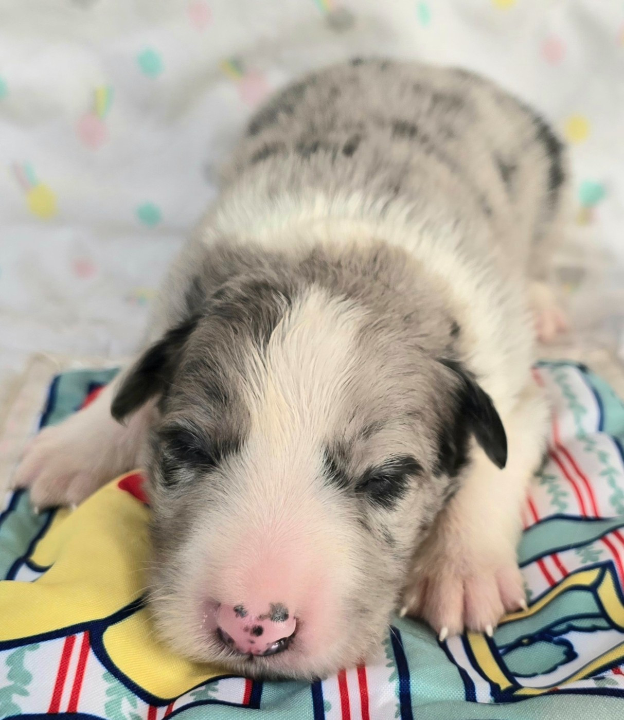 du Paradis des P'tits Cracks - Chiots disponibles - Border Collie