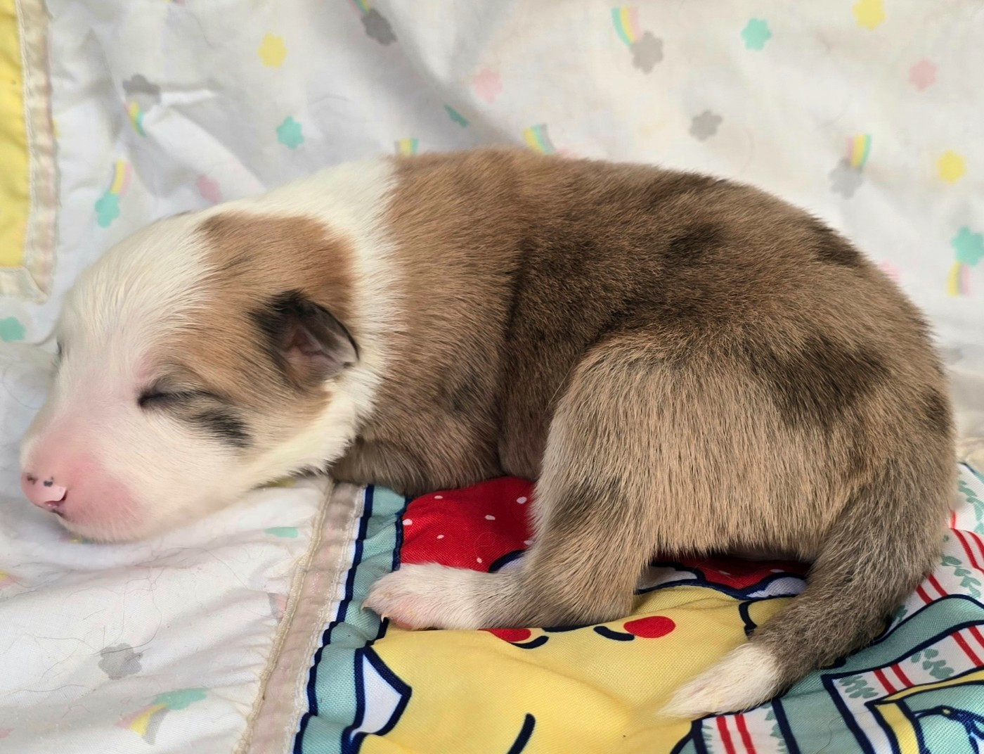 du Paradis des P'tits Cracks - Chiots disponibles - Border Collie