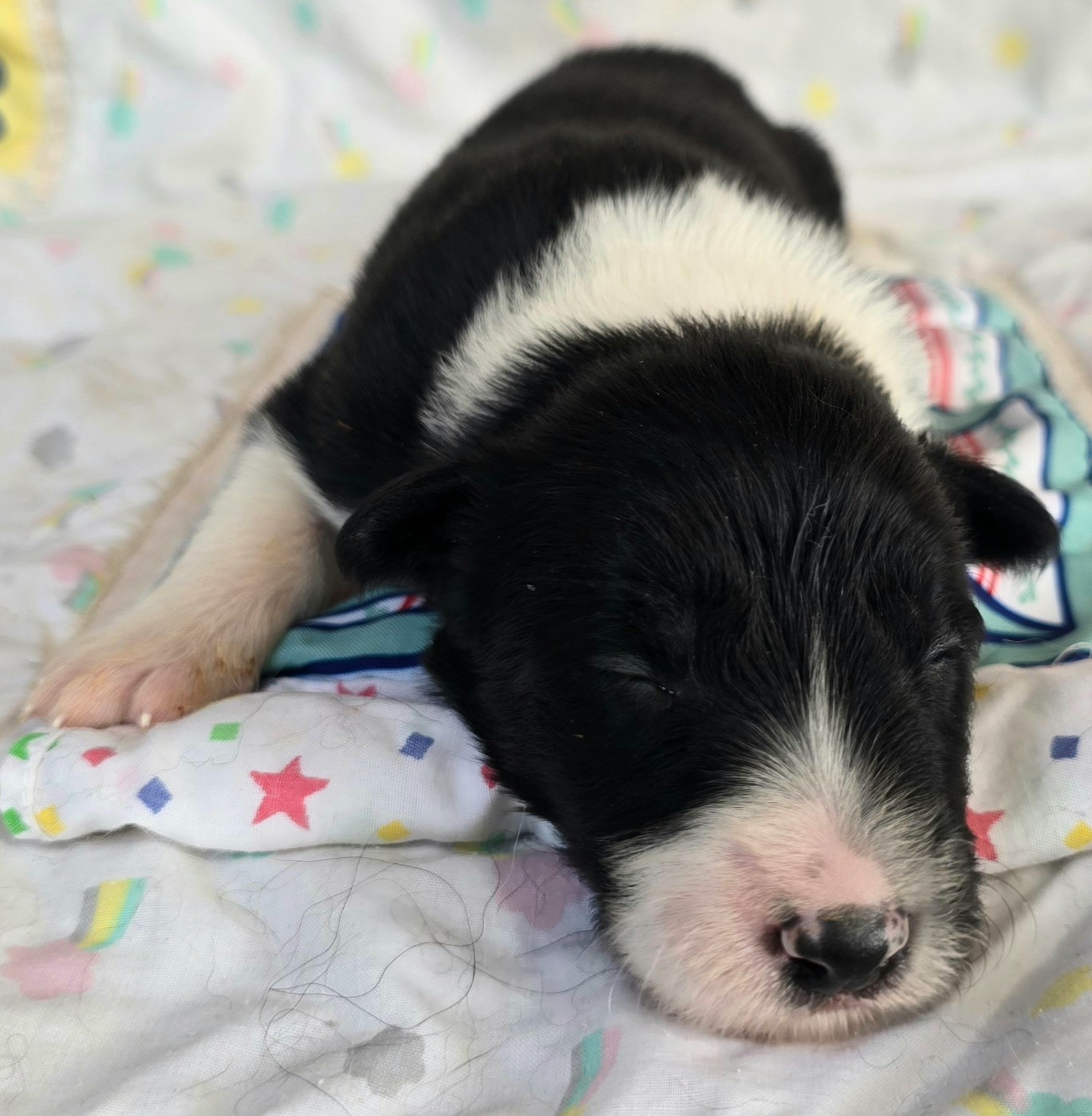 du Paradis des P'tits Cracks - Chiots disponibles - Border Collie