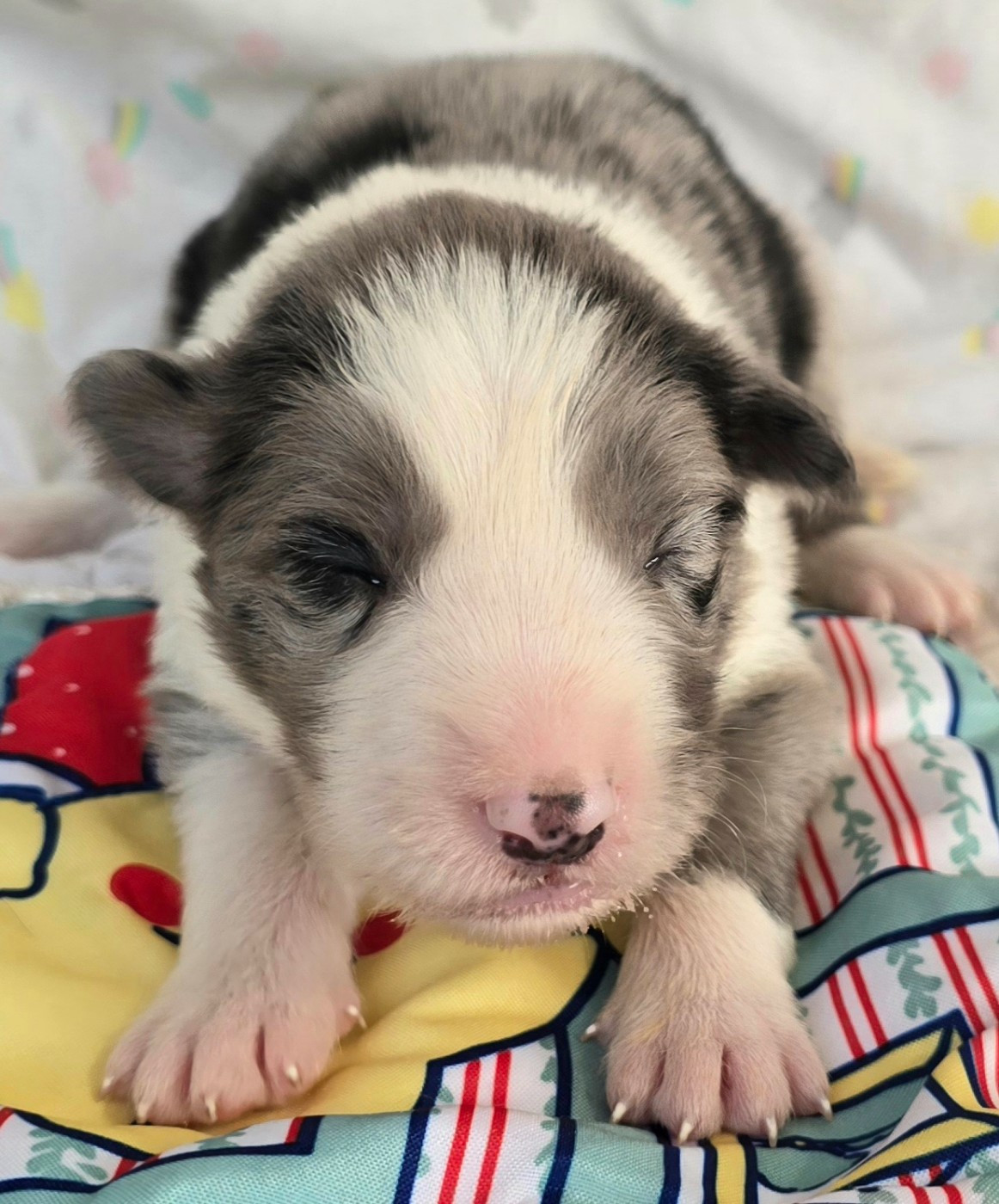 du Paradis des P'tits Cracks - Chiots disponibles - Border Collie