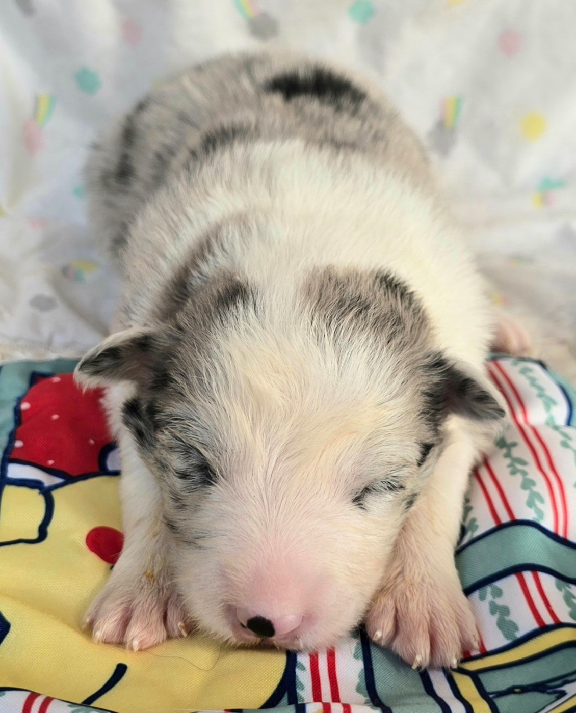 du Paradis des P'tits Cracks - Chiots disponibles - Border Collie