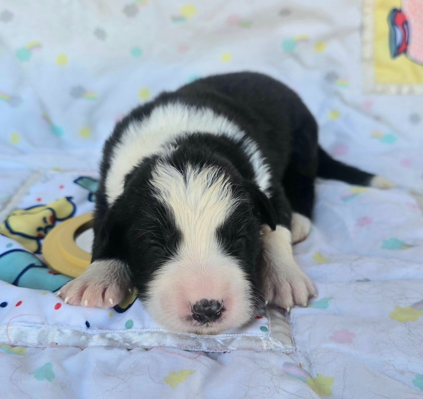 du Paradis des P'tits Cracks - Chiots disponibles - Border Collie