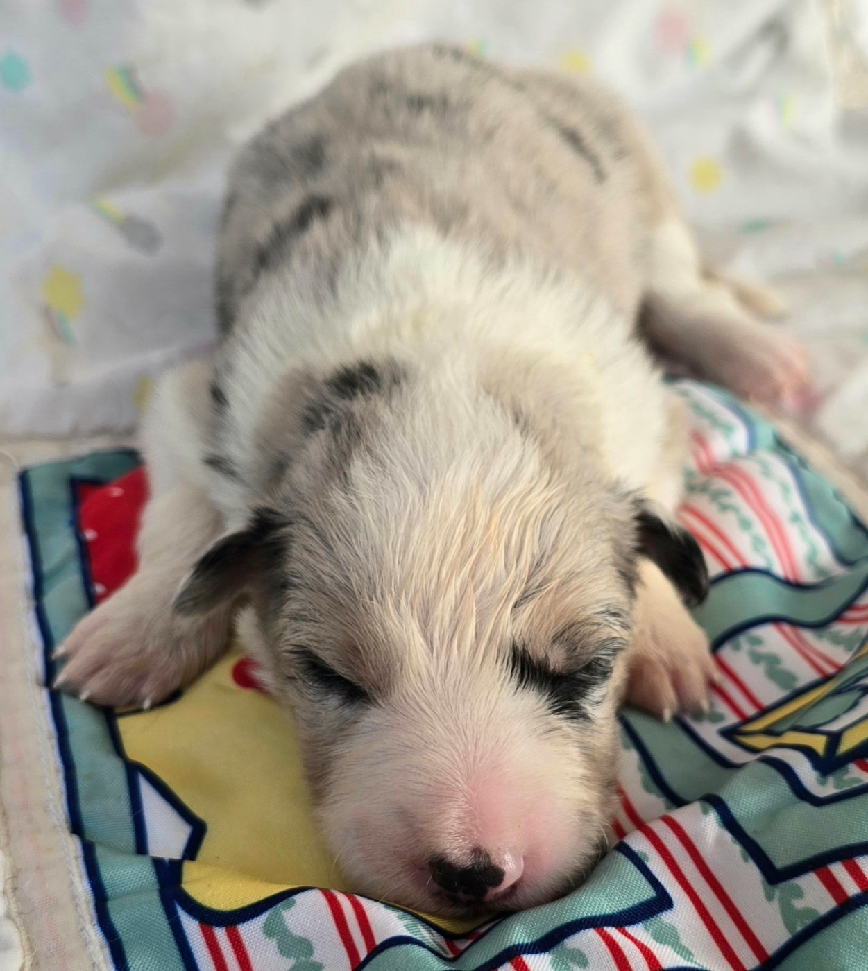du Paradis des P'tits Cracks - Chiots disponibles - Border Collie